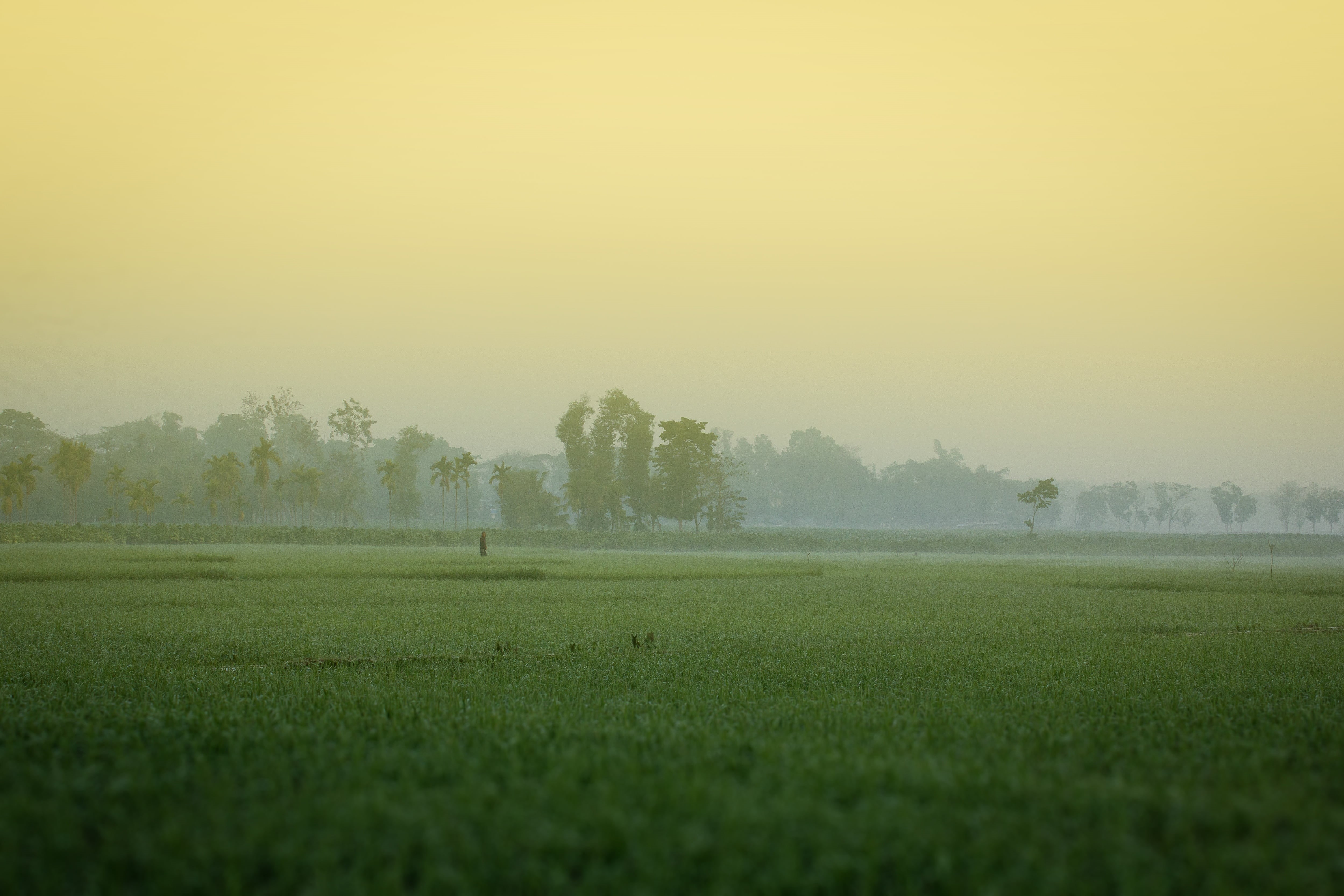 field, no people, grass, beauty in nature, khagrachori, winter morning, sky, 4K, twilight, tree, bangladesh, green color, tranquil scene, scenics - nature, HD Wallpaper
