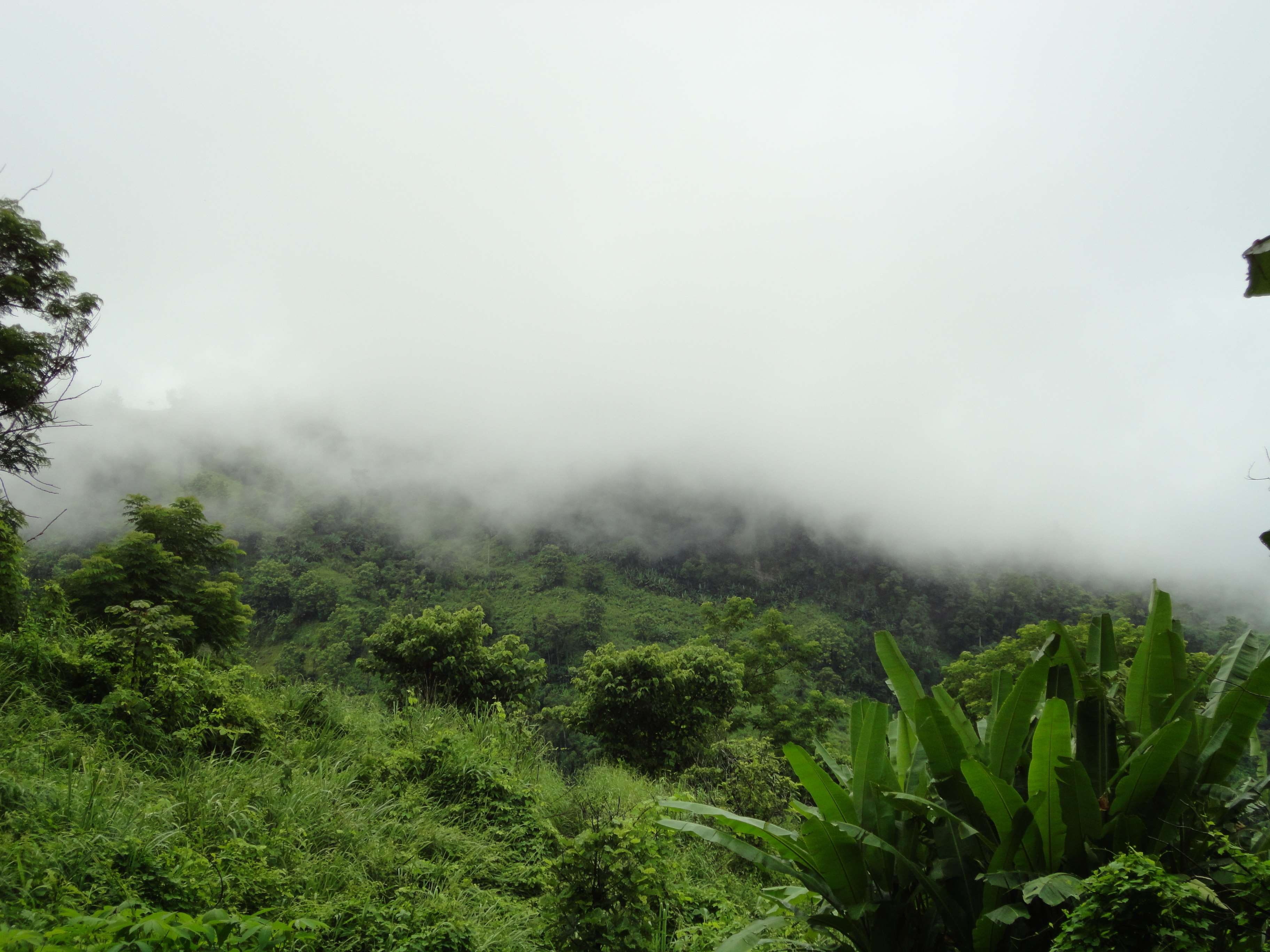 plant, land, fog, mountain, tree, rainforest, environment, tranquility, landscape, no people, bandarban, non-urban scene, tranquil scene, forest, 2K, day, HD Wallpaper