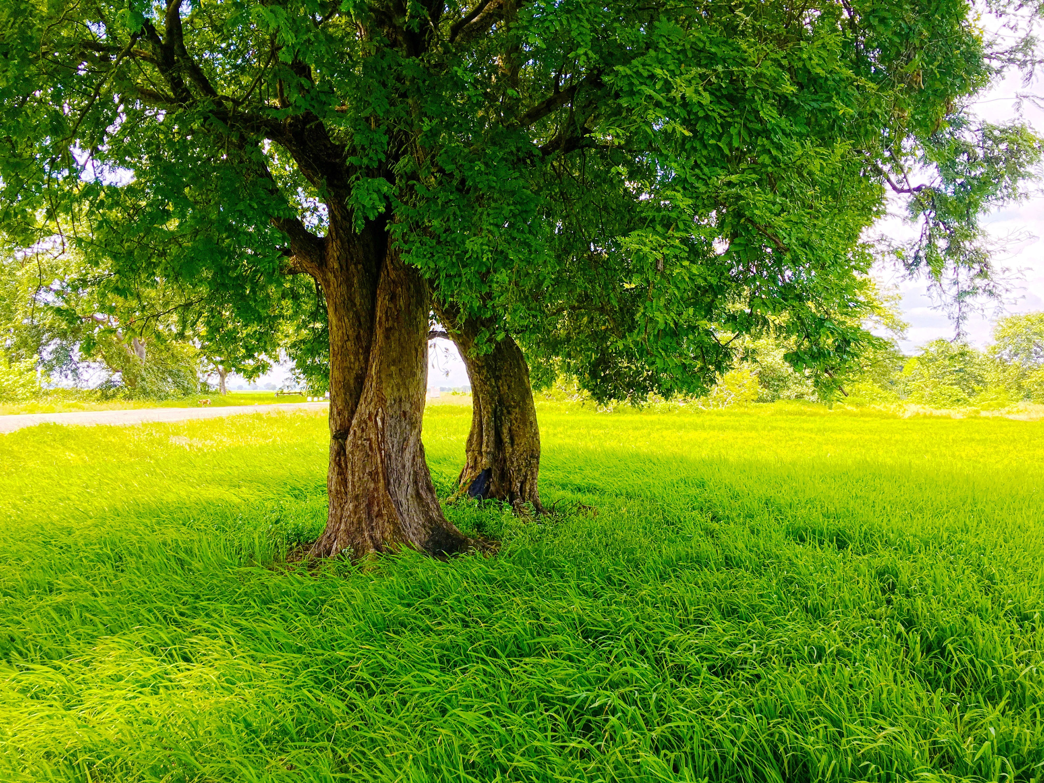 nature, road, green, Sri Lanka, photography, trees, 4K, rice paddy, HD Wallpaper