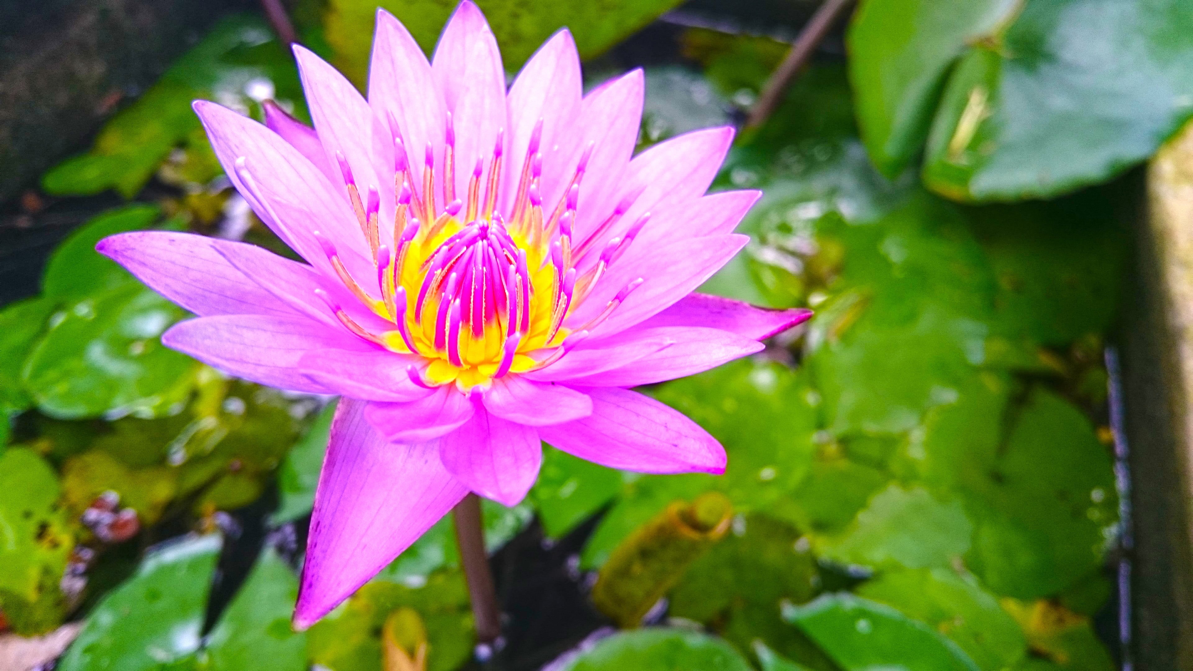 close-up, beach, plant, fragility, beauty in nature, pink, petal, flower head, growth, 4K, springtime, pond, lotus flowers, lotus water lily, flower, purple, HD Wallpaper