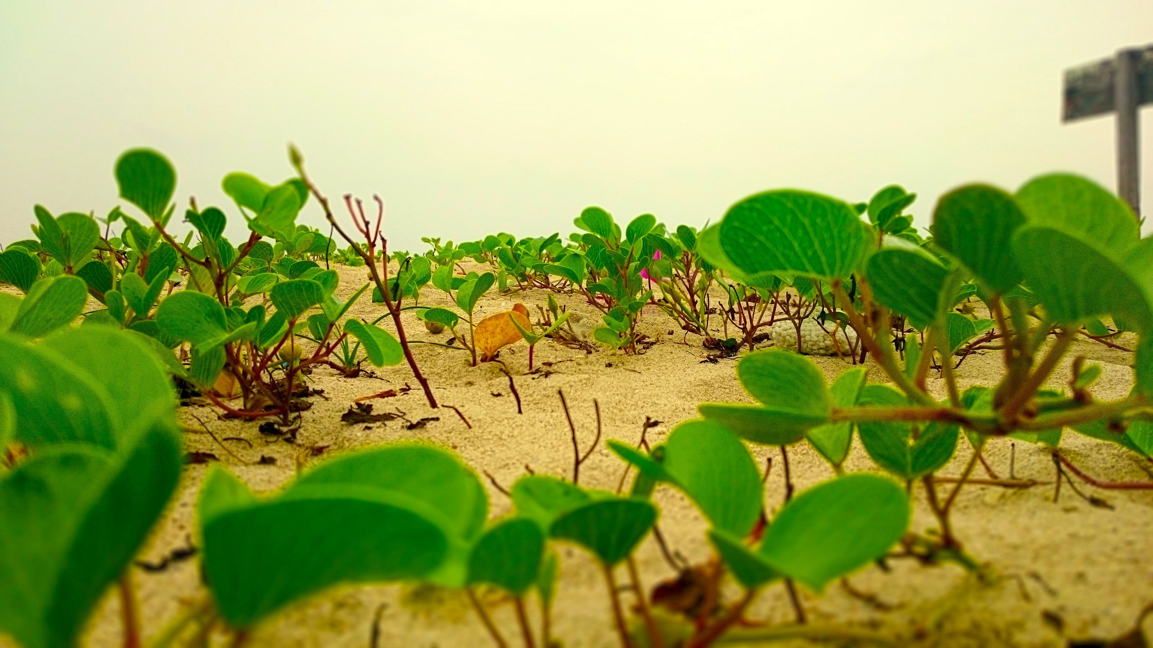 field, leaf, Sri Lanka, lizard, vertebrate, selective focus, plant, animal wildlife, animal, green color, nature, 4K, growth, beach, outdoors, one animal, HD Wallpaper