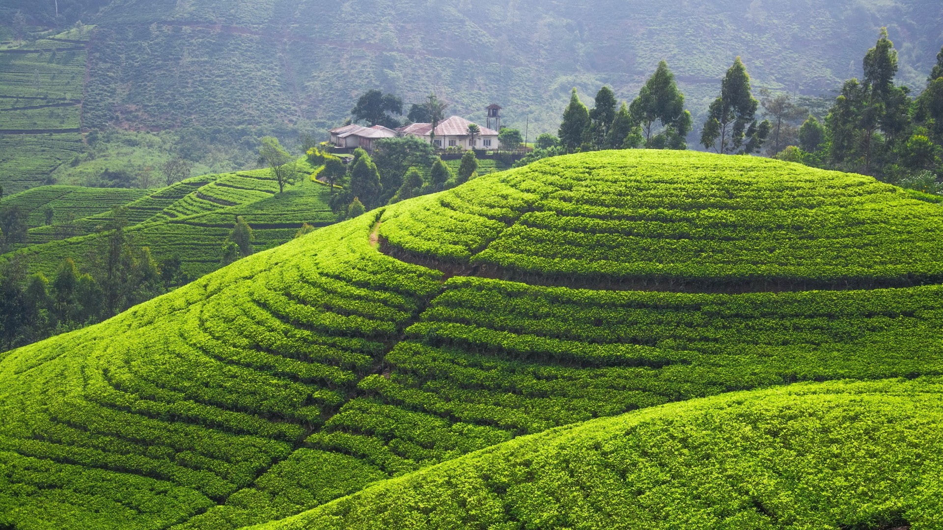 1080P, hills, landscape, Sri Lanka, terraced field, field, HD Wallpaper