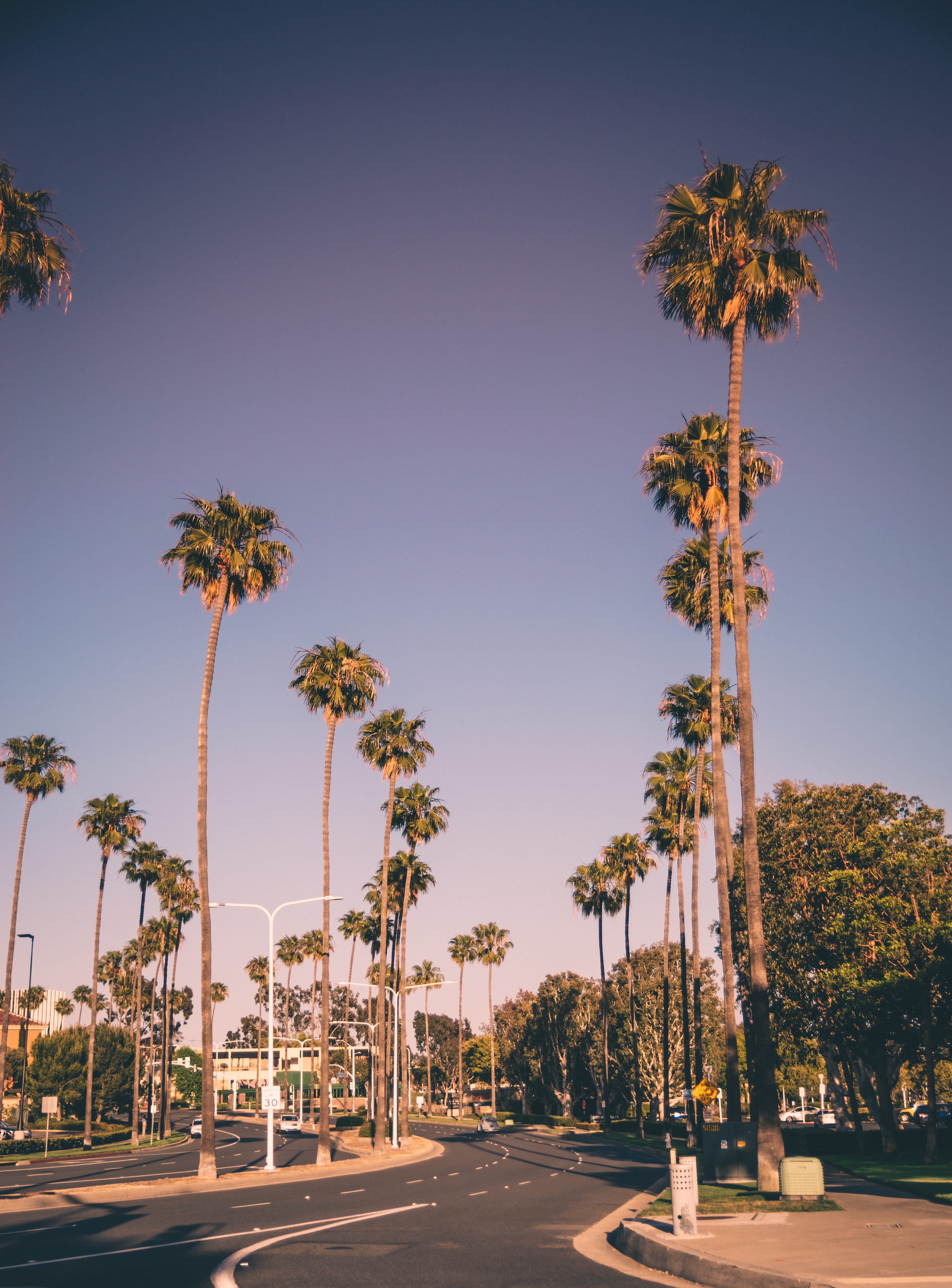 direction, la, the way forward, clear sky, no people, usa, west coast, 5K, palm trees, city, road, outdoors, newport beach, treelined, sunlight, sign, Phone HD Wallpaper