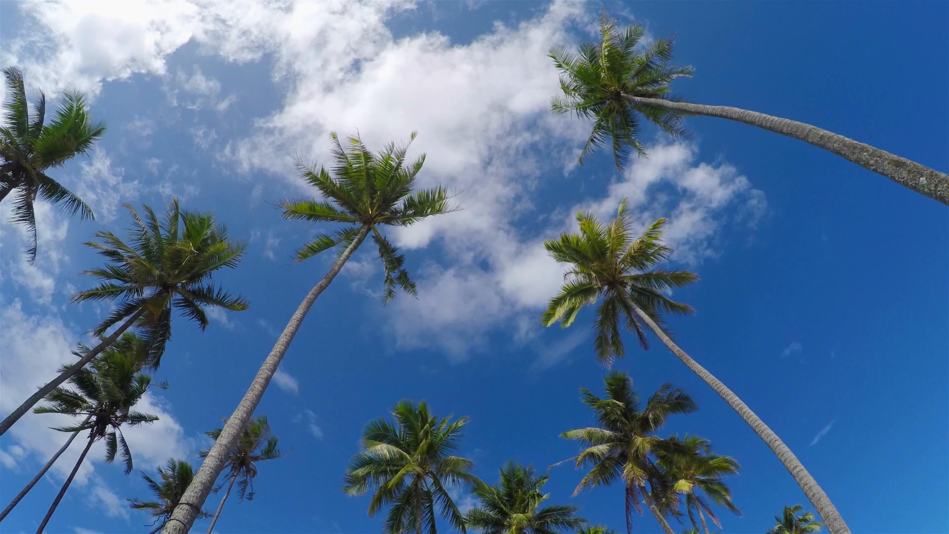 tree, coconut palm tree, summertime, blue, united states, beauty in nature, scenics - nature, plant, beverly hills, green color, day, tropical climate, HD Wallpaper