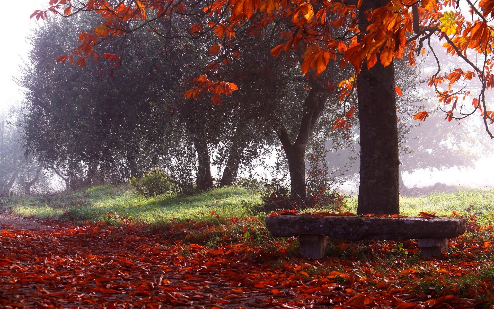 bench, no people, photography, trunk, red, change, plant part, outdoors, morning, land, plant, mist, fall, scenics - nature, landscape, park, leaves, orange color, HD Wallpaper