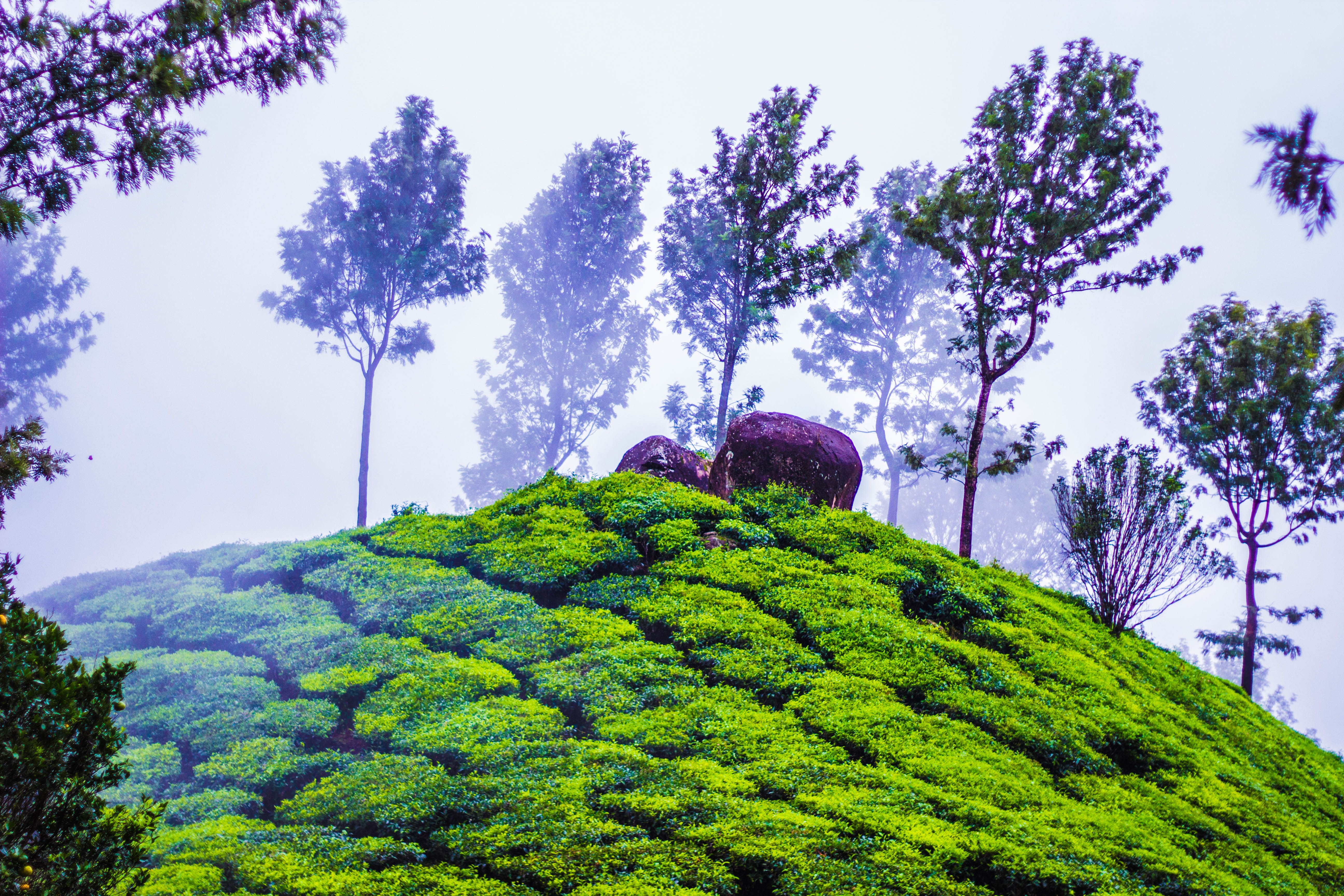 greenary, tree, munnar, hills station, india, mountain, no people, outdoors, tranquil scene, landscape, growth, scenics - nature, trees, 5K, kerela, tea crop, HD Wallpaper