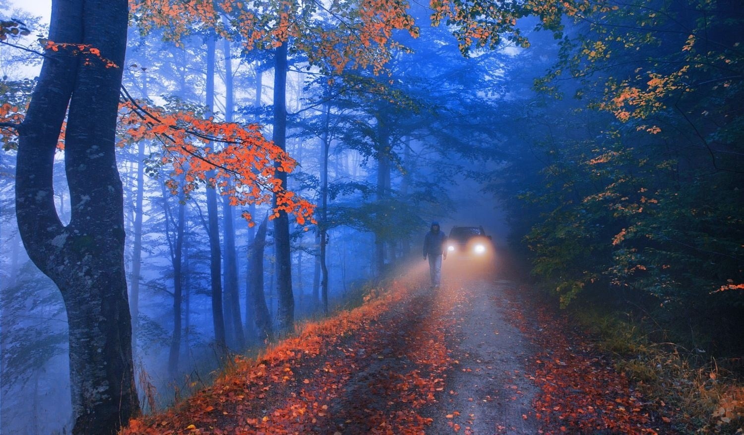 tree, morning, diminishing perspective, trees, outdoors, no people, tree trunk, orange color, tranquility, plant, lights, transportation, tranquil scene, HD Wallpaper