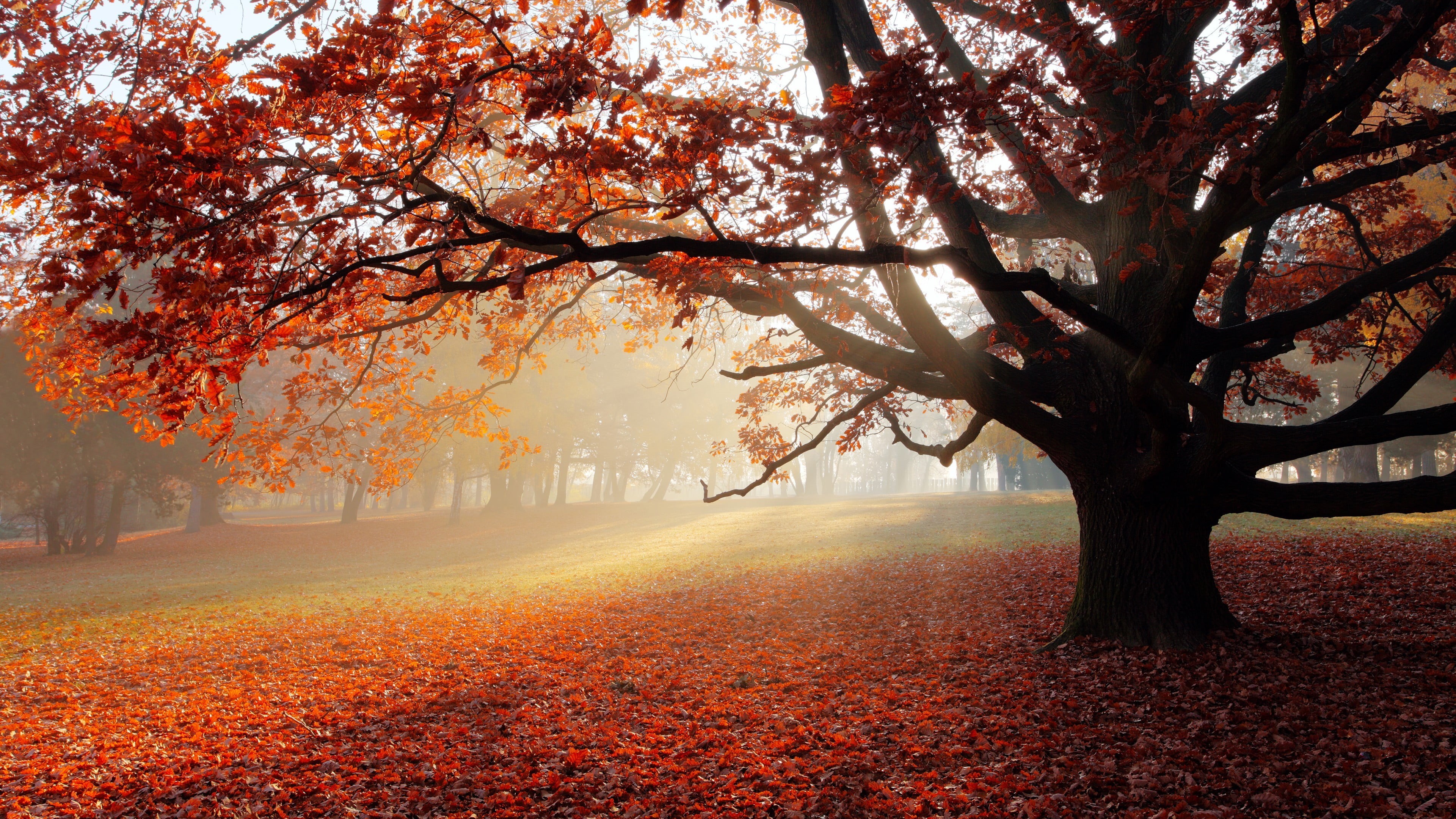 treelined, park, plant part, orange color, plant, nature, leaves, 4K, tree trunk, outdoors, fog, leaf, tranquil scene, red, autumn, tree, branch, mist, HD Wallpaper