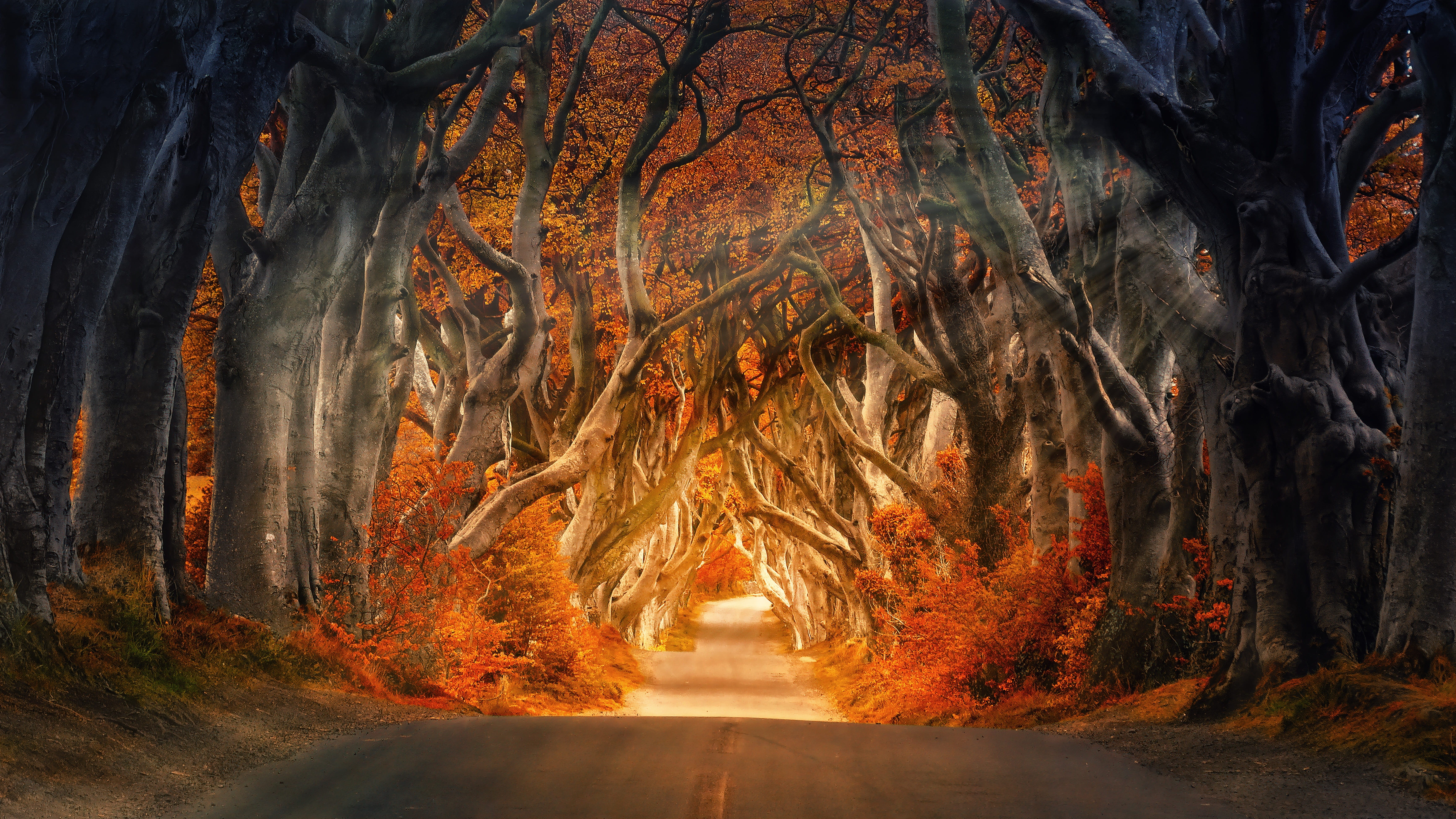 outdoors, scenics - nature, landscape, magic, leaves, nature, sunbeam, tree, transportation, romantic, land, atmosphere, beauty in nature, HD Wallpaper