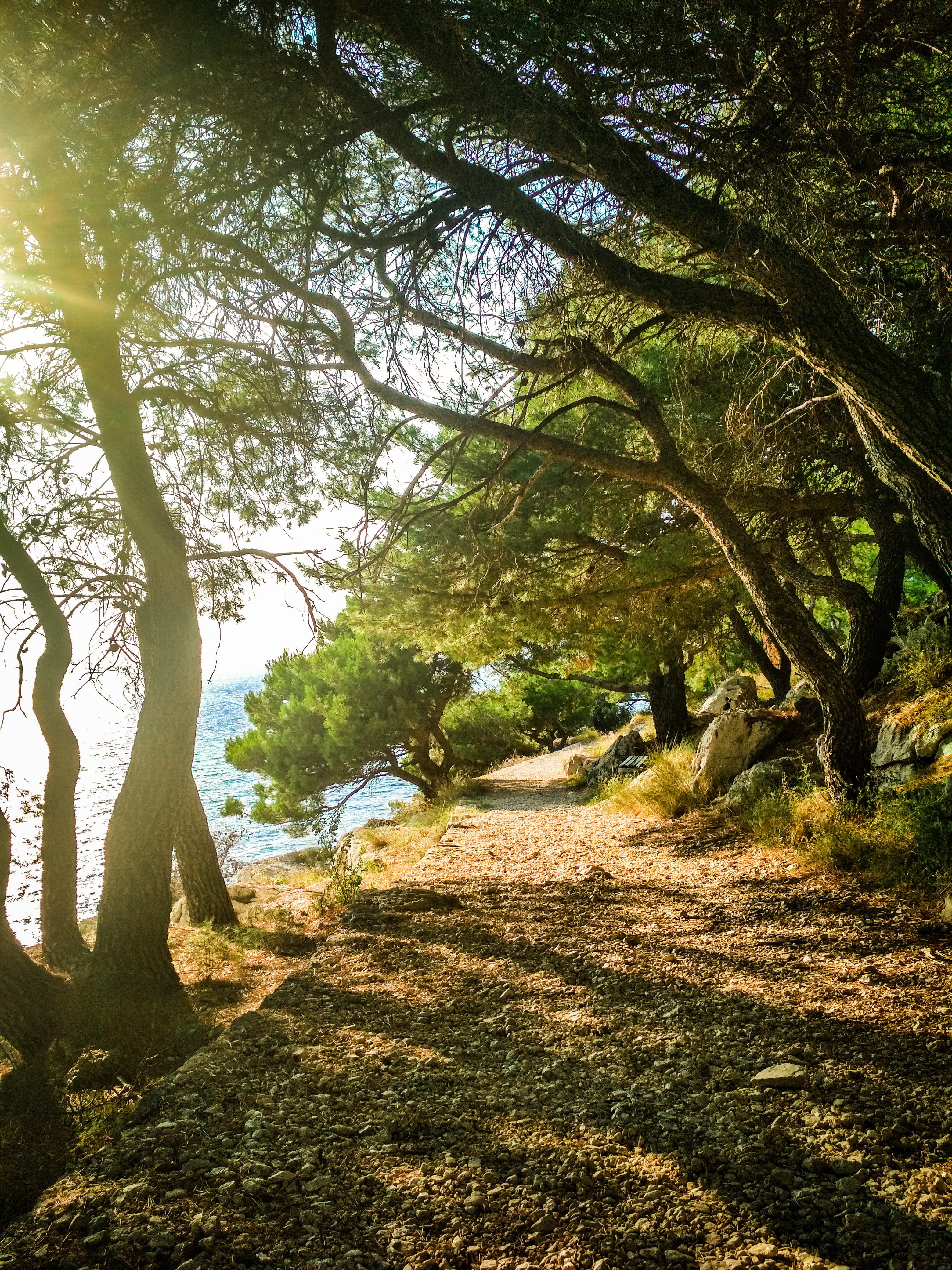 shadow, the way forward, land, travel, nature, xiaomi, photography, non-urban scene, makarska, footpath, daylight, tranquil scene, day, leafe, direction, Phone HD Wallpaper