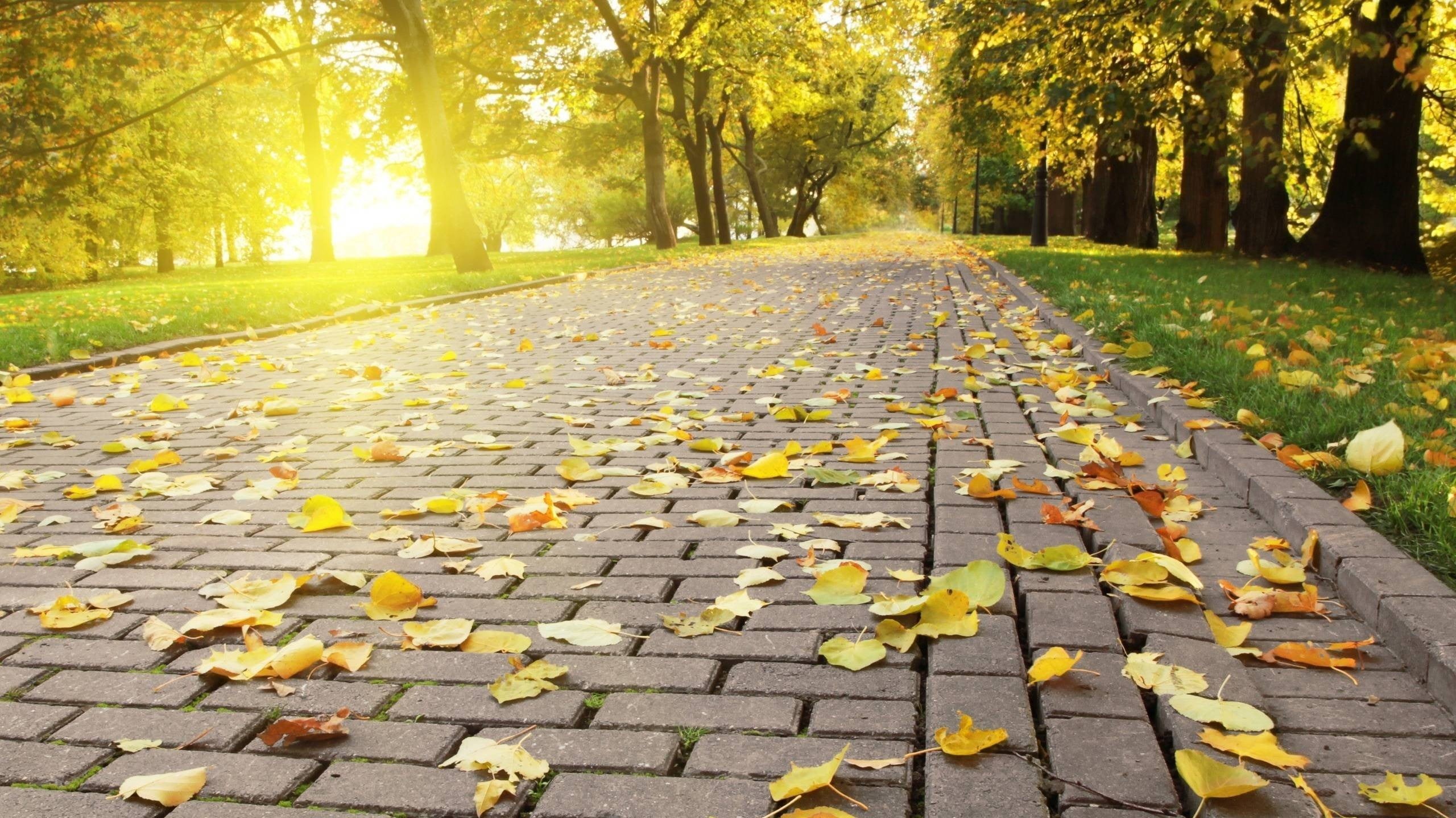 path, the way forward, fall, nature, leaves, autumn, change, day, diminishing perspective, autumn collection, beauty in nature, yellow, tree, paving stone, HD Wallpaper