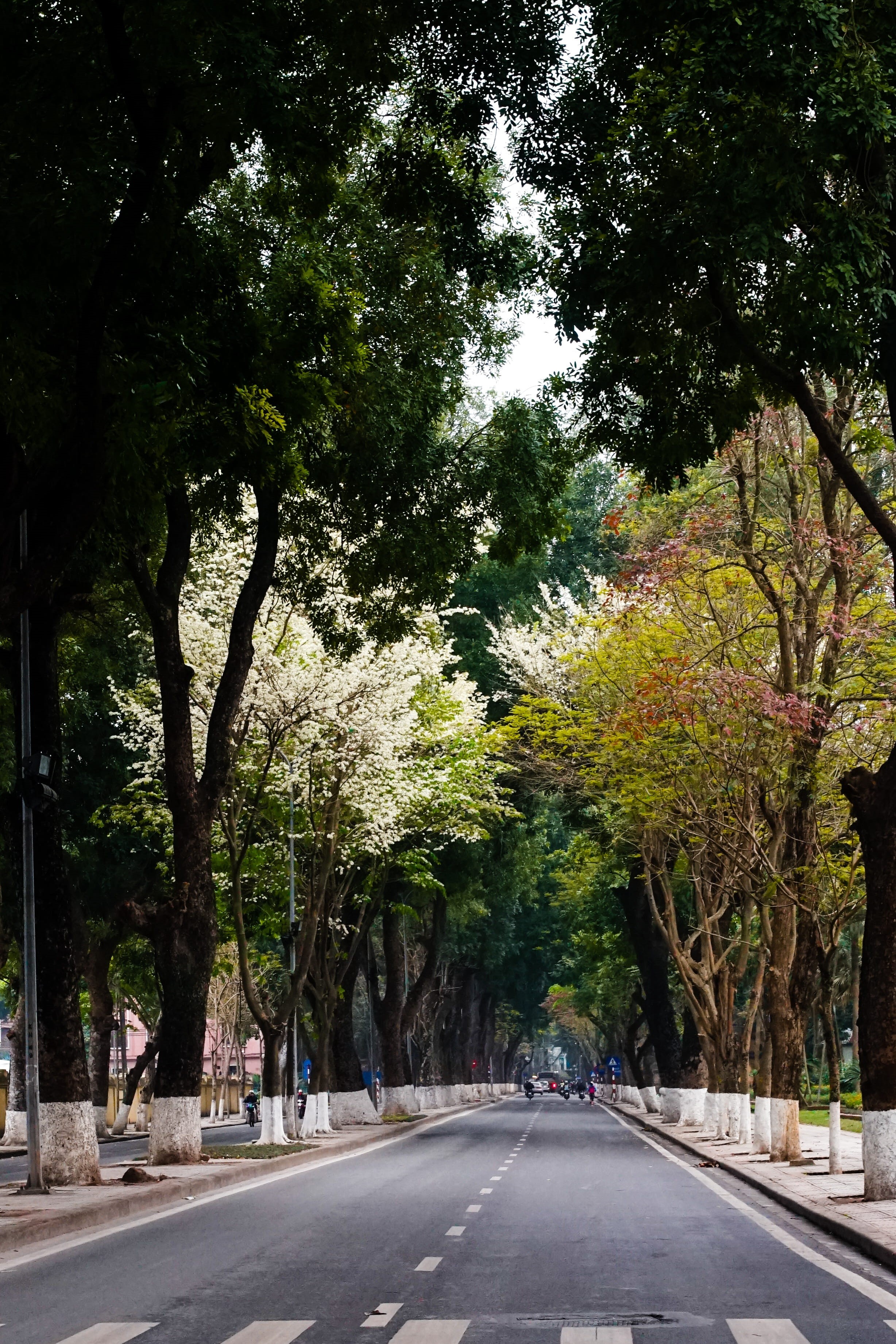 dividing line, scene, sign, nature, 2K, marking, direction, home, transportation, water, car, land vehicle, no people, day, hanoi, treelined, outdoors, Phone HD Wallpaper