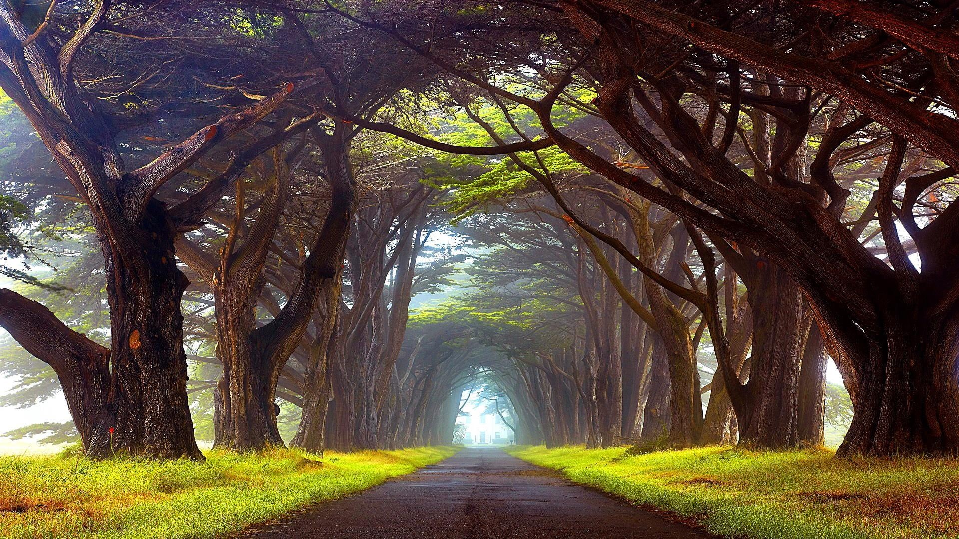 country, trees, road, endless, 1080P, alley, grass, HD Wallpaper