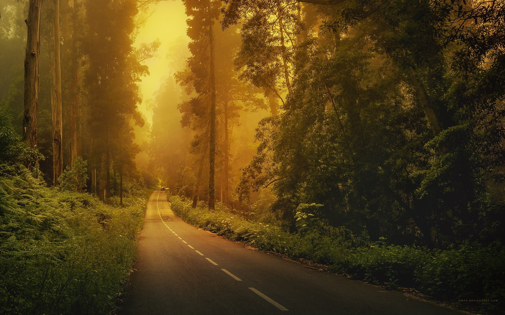 growth, direction, plant, dividing line, tranquil scene, forest, tranquility, land, road, marking, nature, beauty in nature, country road, 1080P, symbol, HD Wallpaper