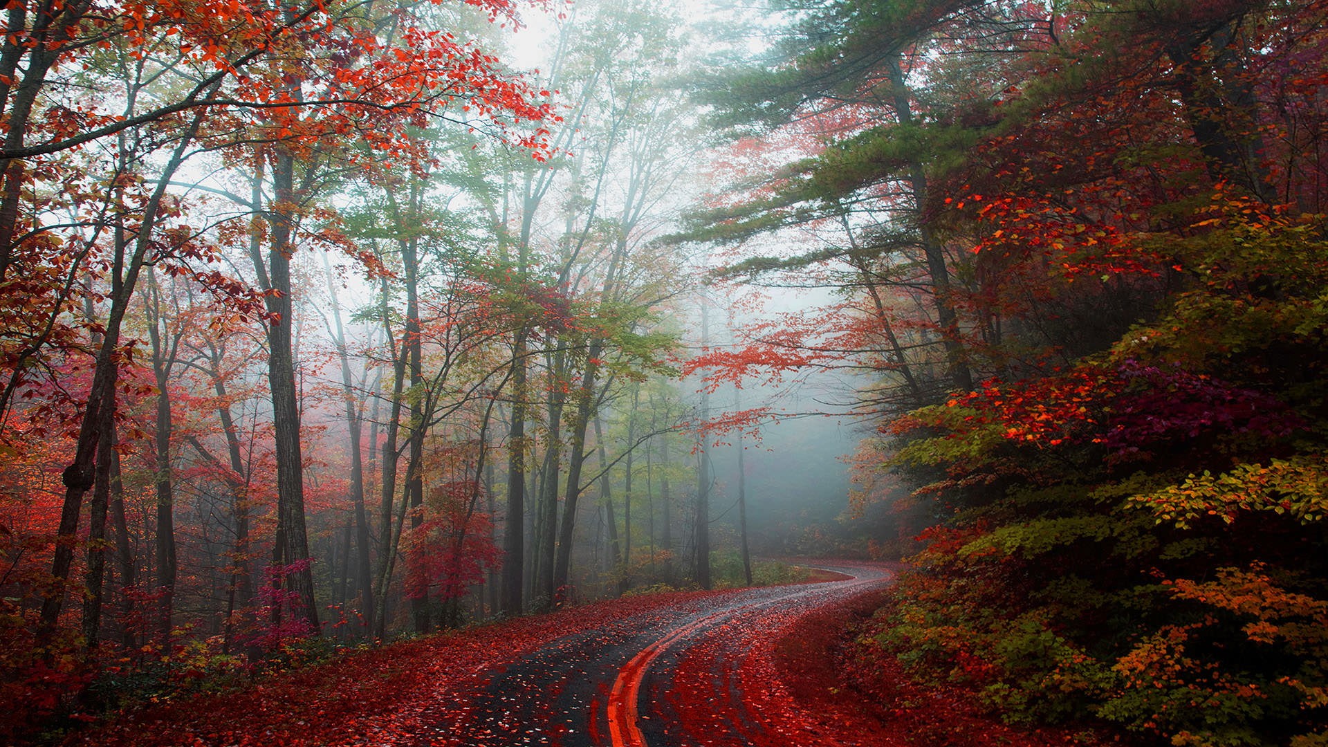 autumn, landscape, environment, autumn collection, blowing, forest, winding, beauty in nature, outdoors, covered, plant, road, rock, change, empty, land, HD Wallpaper