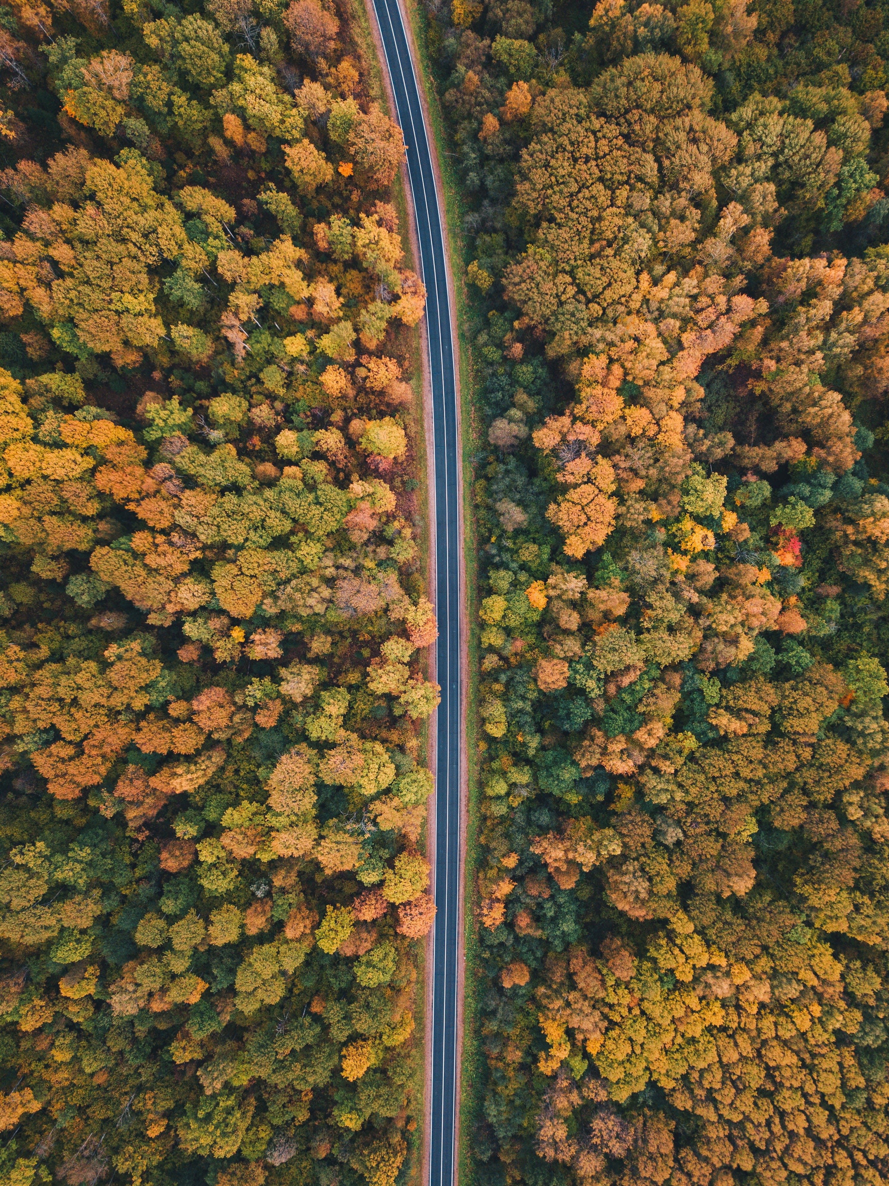 lush, canada, autumn, nature, beauty In Nature, aerial view, no People, rural Scene, backgrounds, traveling, road trip, outdoors, empty, yellow, drone view, Phone HD Wallpaper