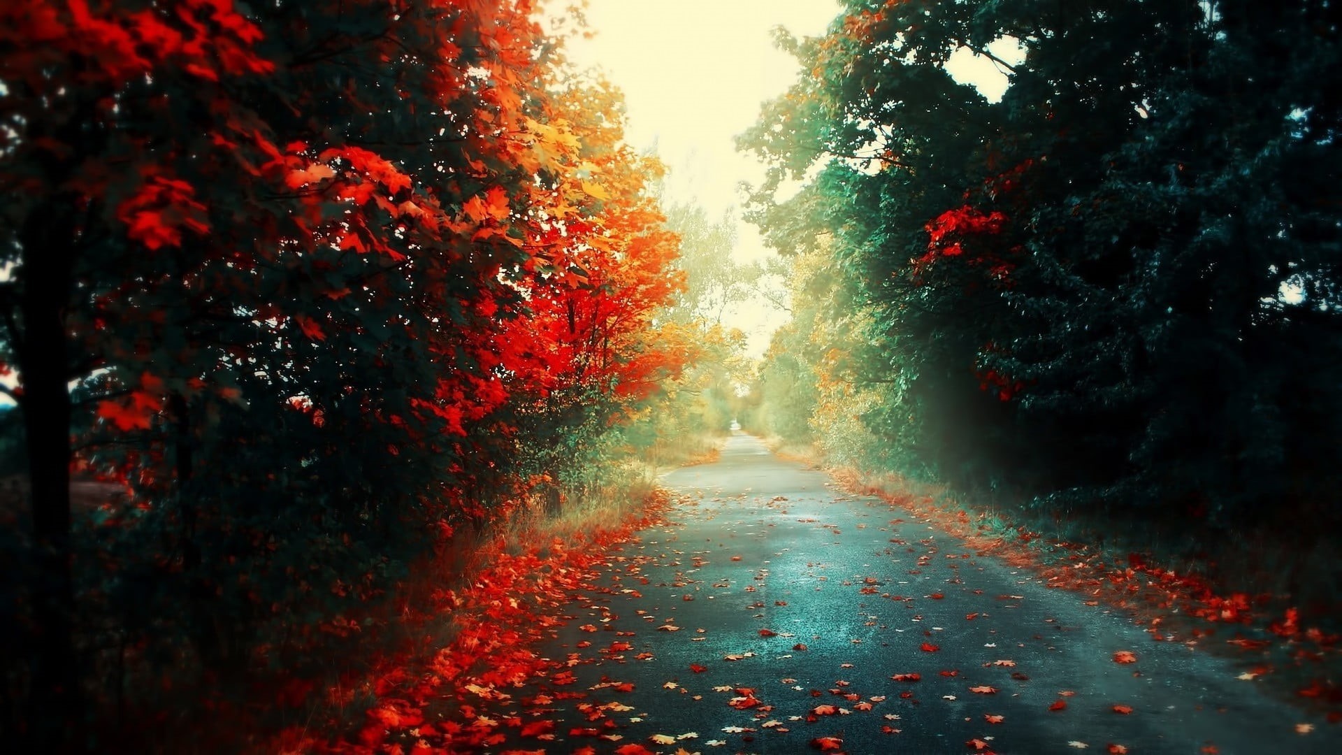 light - Natural Phenomenon, outdoors, tree, road, 1080P, beauty In Nature, season, change, flower, yellow, forest, tranquility, night, leaf, nature, the way forward, HD Wallpaper