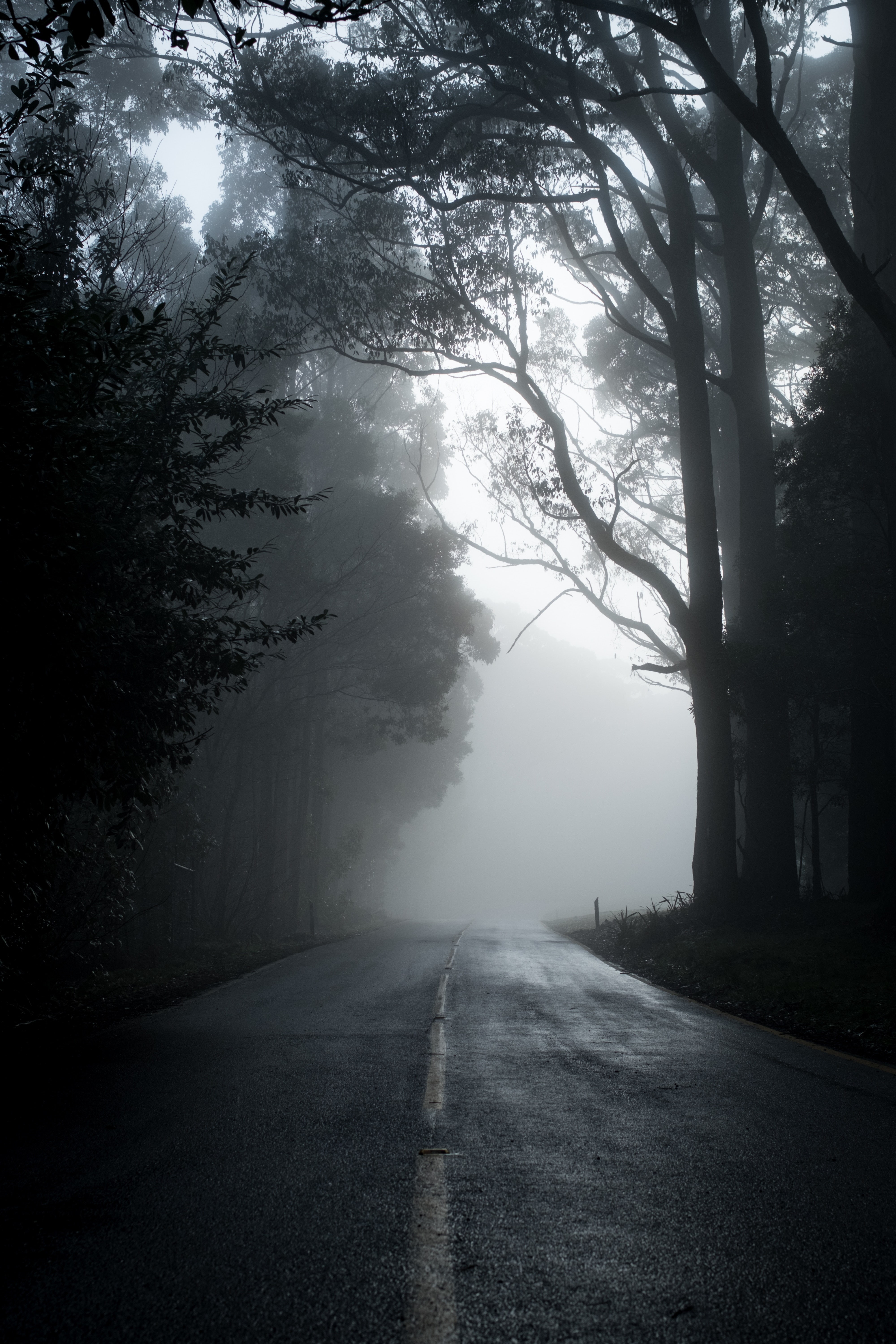 5K, emptiness, asphalt, trees, fog, road, Phone HD Wallpaper