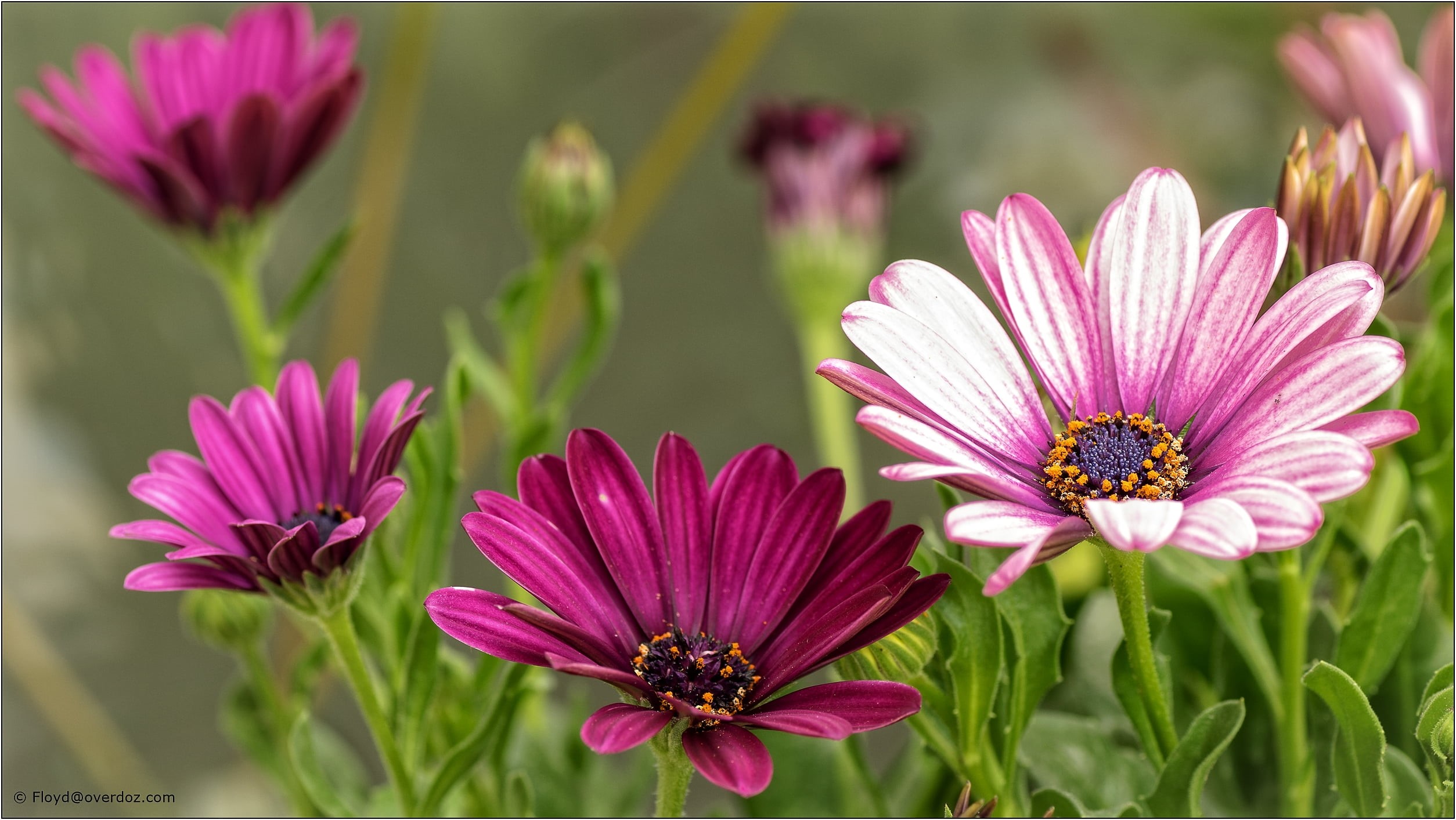 petaled, nature, flowers, selective, 1080P, summer, flower, pink, plant, photography, petal, flower Head, pink Color, beauty In Nature, HD Wallpaper