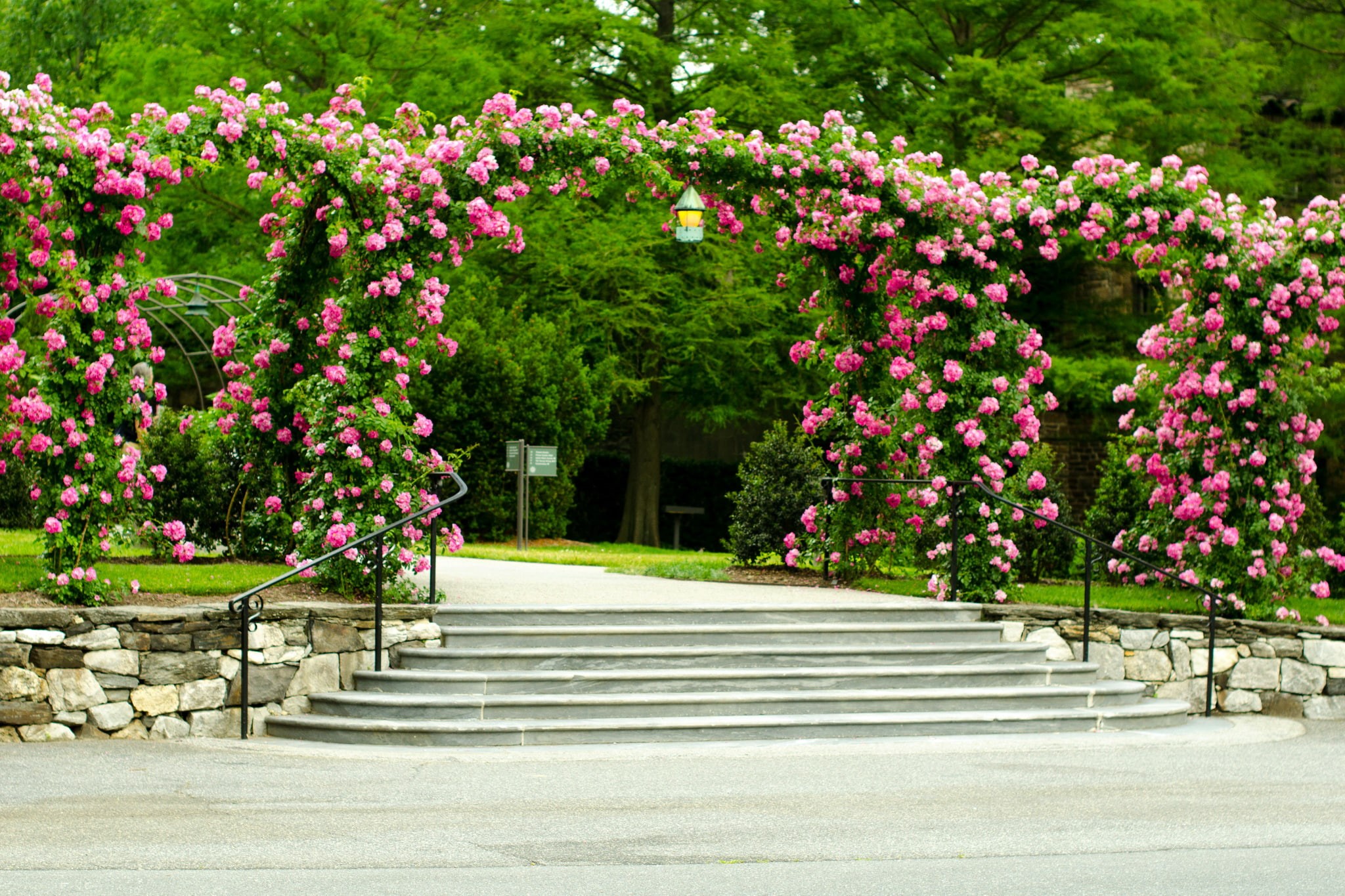 canopy, Longwood Gardens, the bushes, 1080P, roses, USA, lawn, steps, flowers, Park, track, ladder, trees, HD Wallpaper