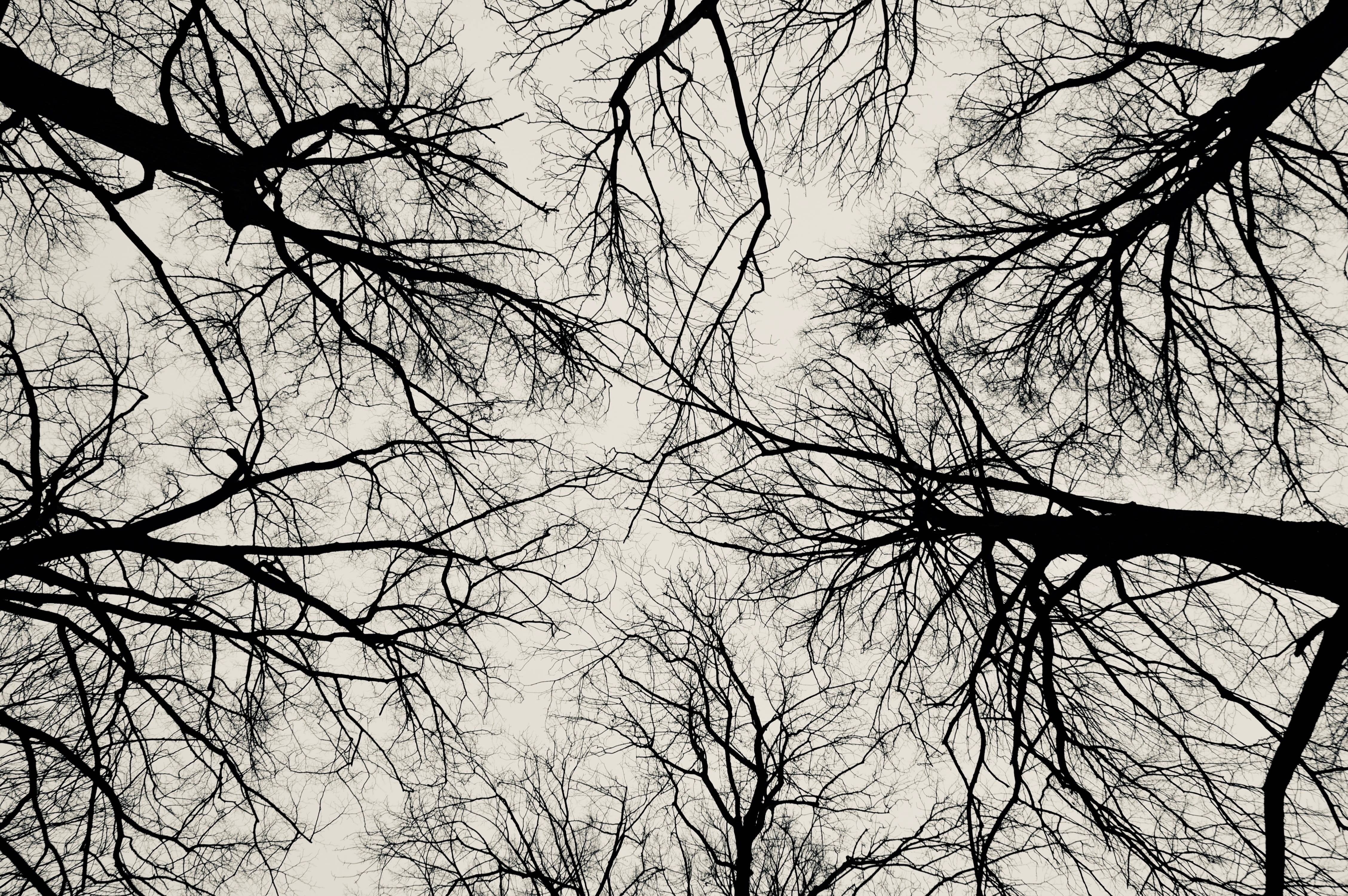 branch, forest, kahl, sky, tranquility, day, beauty in nature, tree canopy, scenics - nature, outdoors, tranquil scene, branches, winter, 4K, no people, HD Wallpaper