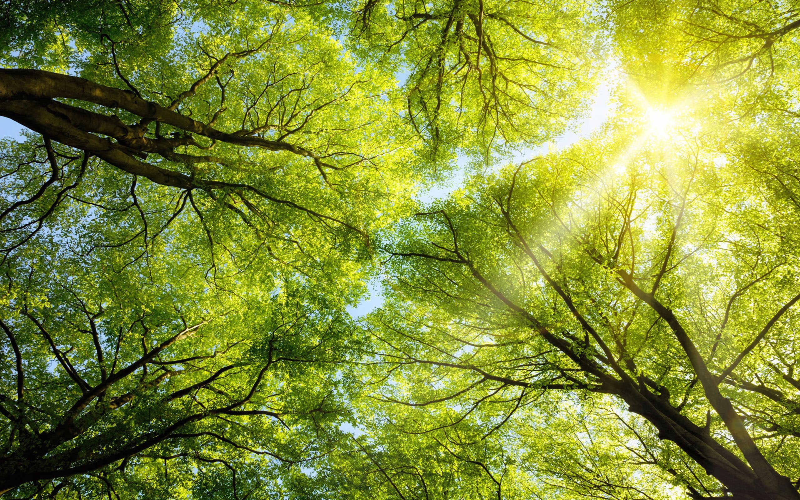 beech, warm, tall, canopy, trees, sun, 2K, spring, HD Wallpaper