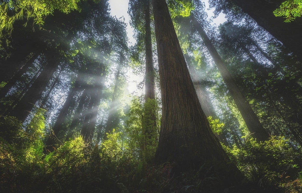 streaming, tranquility, no people, sunlight, non-urban scene, tree trunk, landscape, woodland, scenics - nature, day, outdoors, bamboo - plant, nature, HD Wallpaper