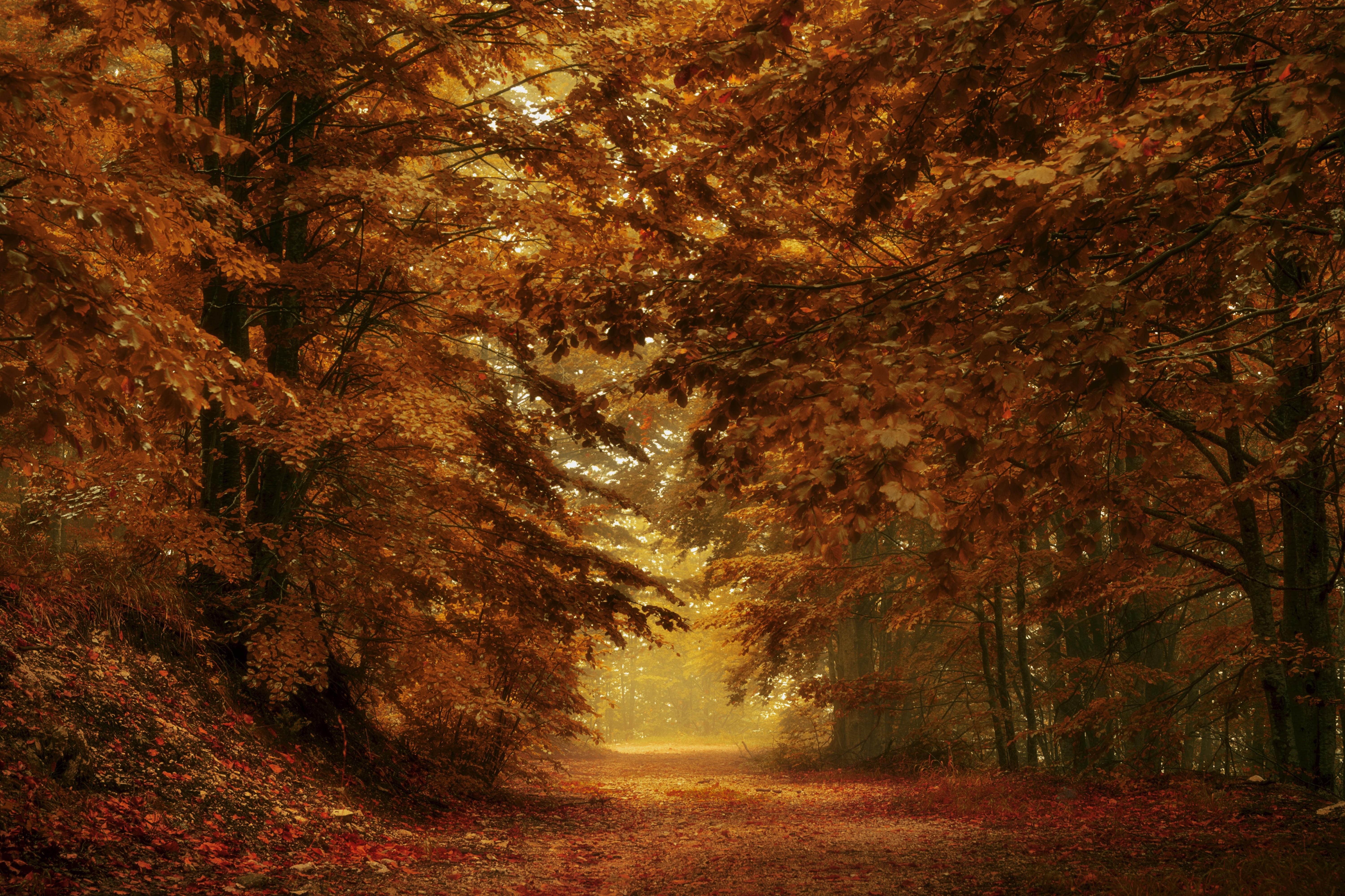fall, nature, land, scenics - nature, tree, plant, change, 5K, dirt road, day, tranquility, outdoors, orange color, forest, non-urban scene, brown, leaves, HD Wallpaper