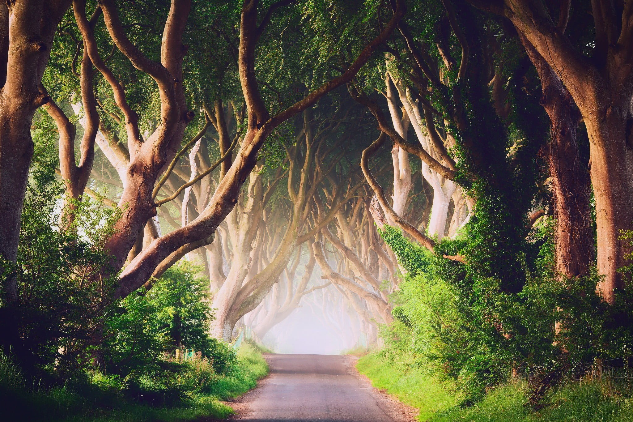 1080P, tree trunk, day, tree, trees, tranquility, green color, green, footpath, tranquil scene, outdoors, branch, road, no people, beauty in nature, land, HD Wallpaper