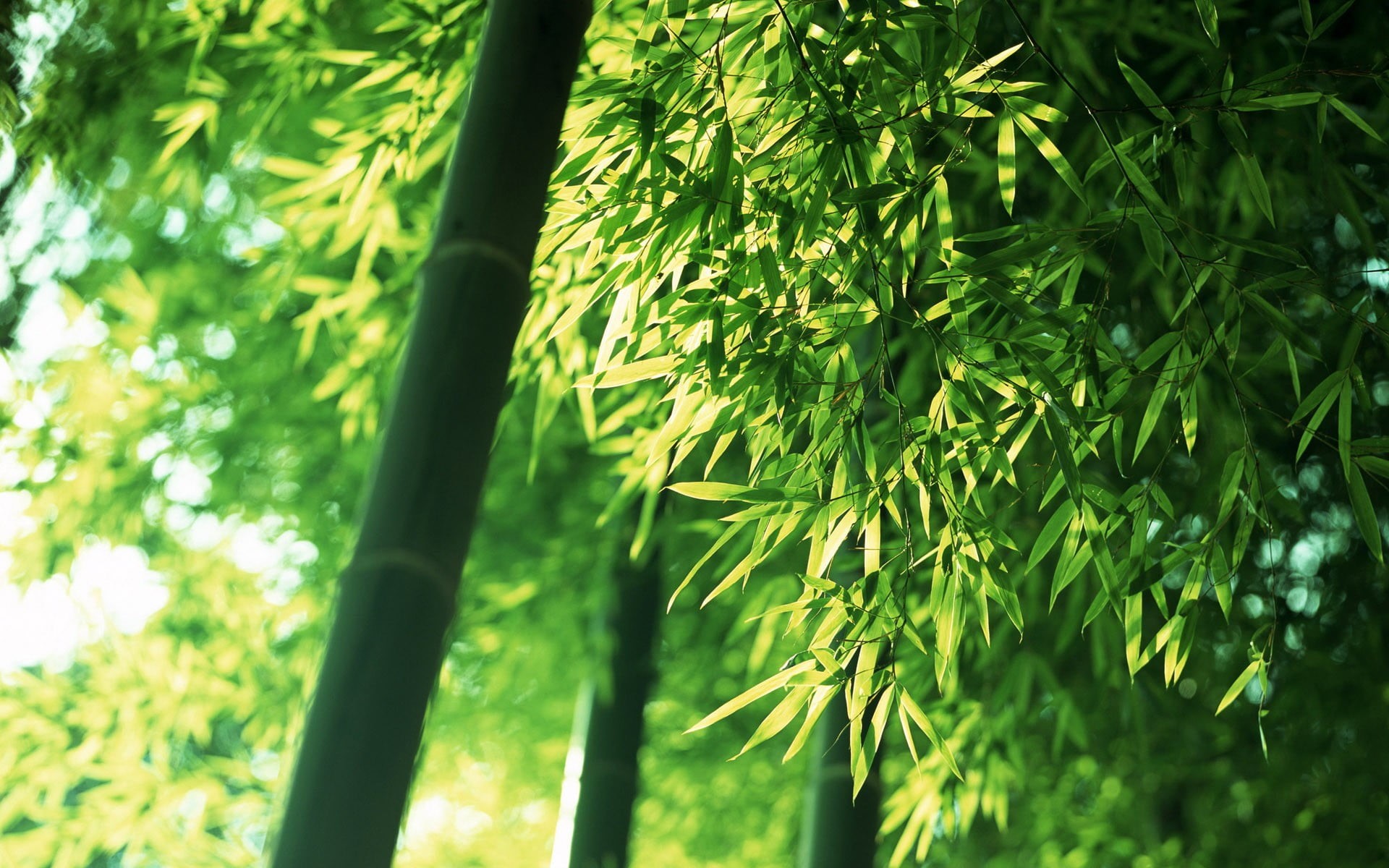 green color, no people, plants, leaves, bamboo - plant, close-up, depth of field, nature, stick, bamboo, growth, tree, beauty in nature, cue, leaf, trees, HD Wallpaper