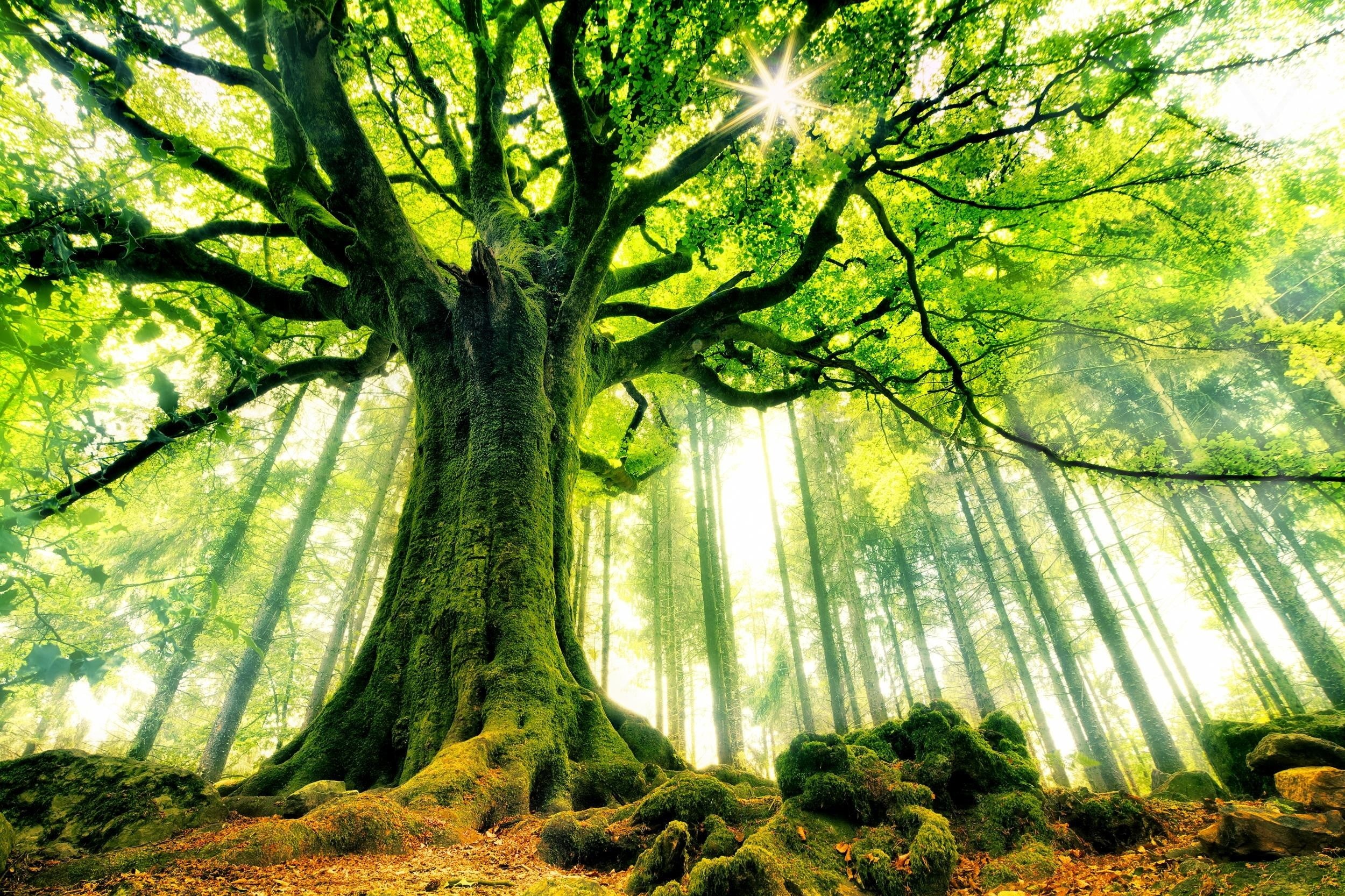 1080P, low angle view, brightly lit, nature, streaming, green, green color, non-urban scene, scenics - nature, tree, trunk, sunlight, mossy, branch, no people, HD Wallpaper