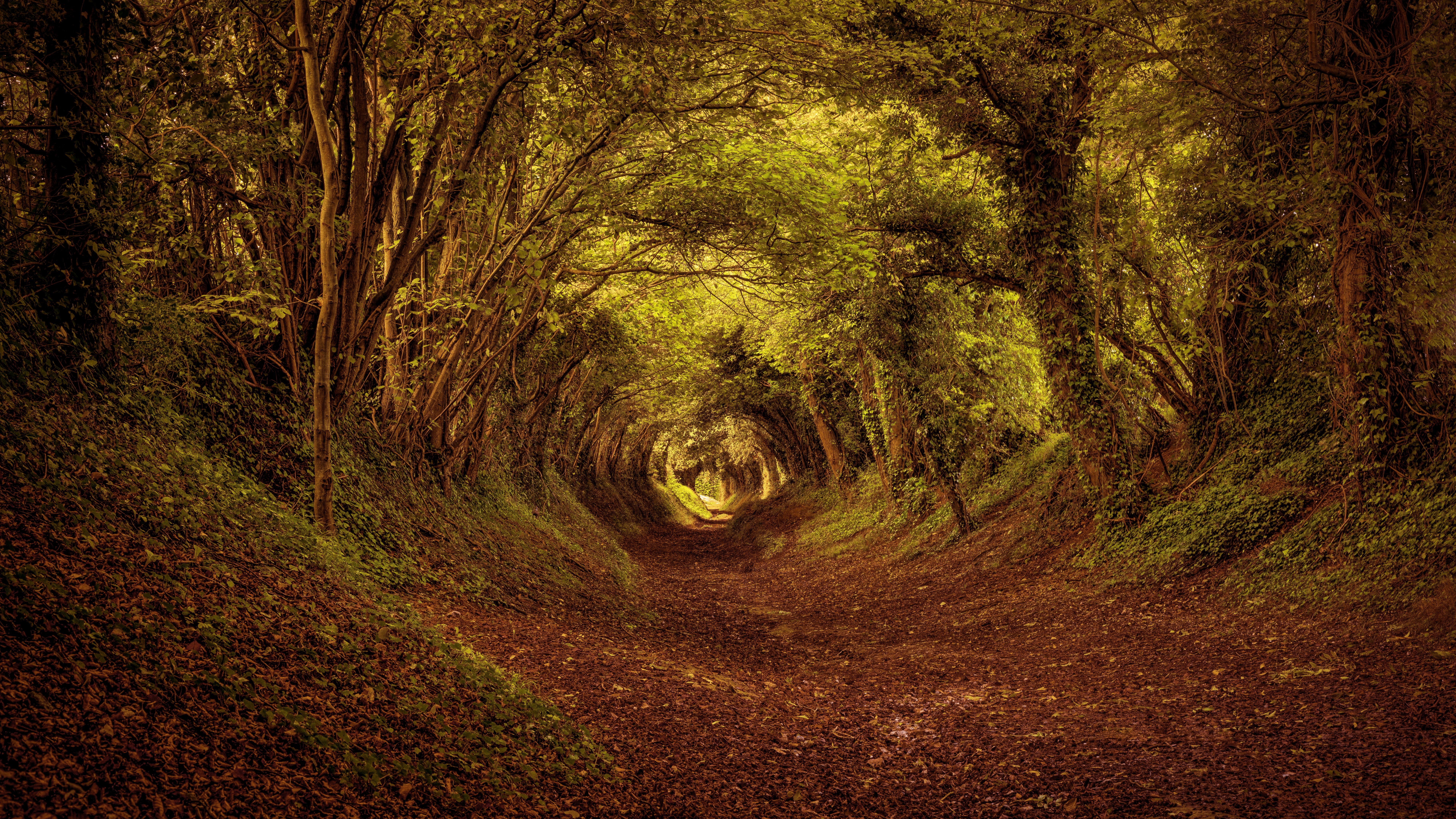 tranquility, 8K, scenics - nature, tree, the way forward, direction, forest, dirt road, tree canopy, land, dirt, 8k  landscape picture, beauty in nature, HD Wallpaper