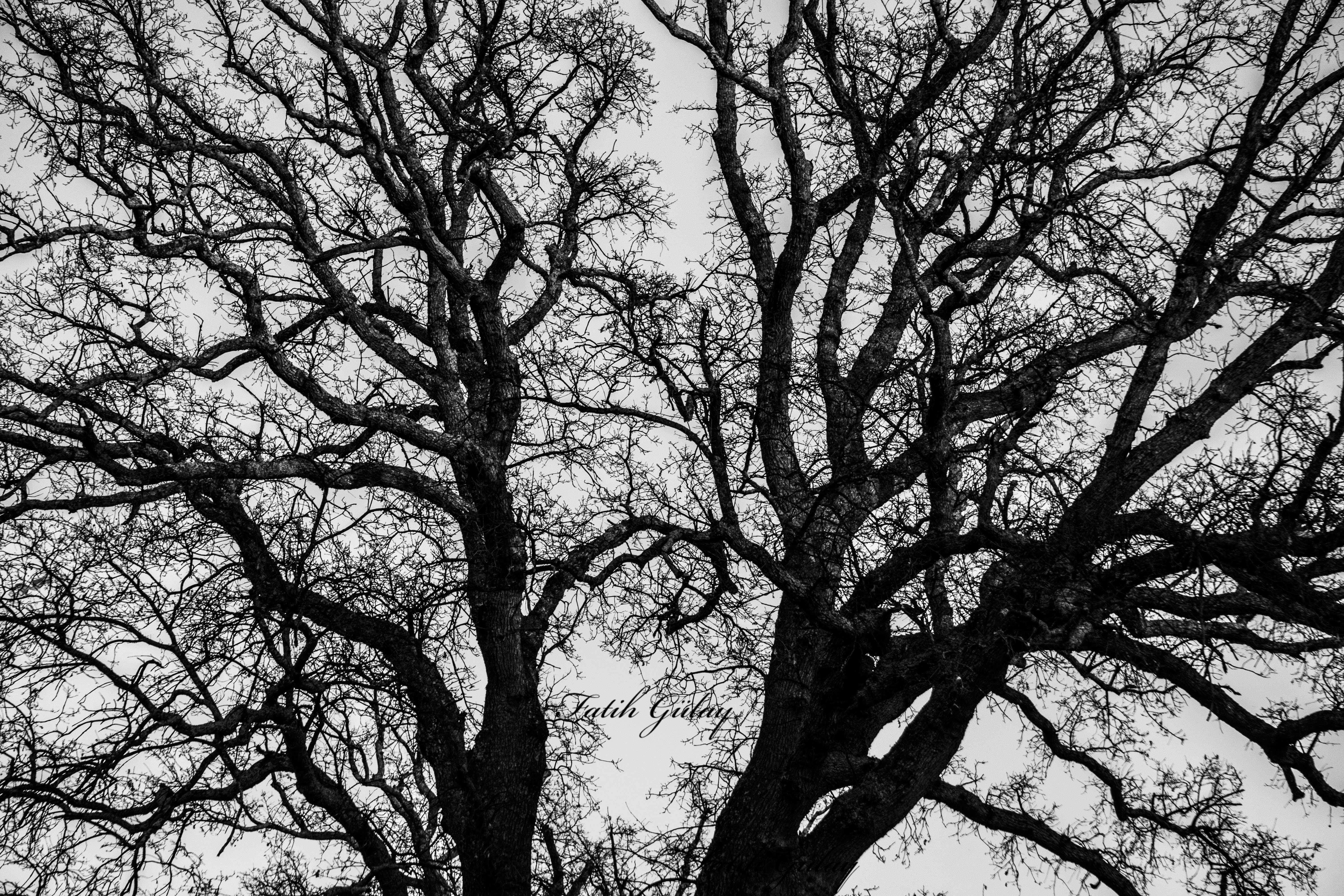 white, beauty in nature, trunk, black, tree canopy, branch, tree, cherry blossom, full frame, scenics - nature, outdoors, backgrounds, no people, trees, HD Wallpaper