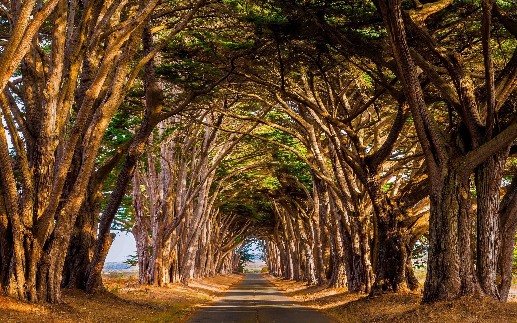 in a row, nature, no people, trees, beauty in nature, long, tree canopy, growth, day, vanishing point, the way forward, brown, tunnel, daylight, dappled sunlight, HD Wallpaper