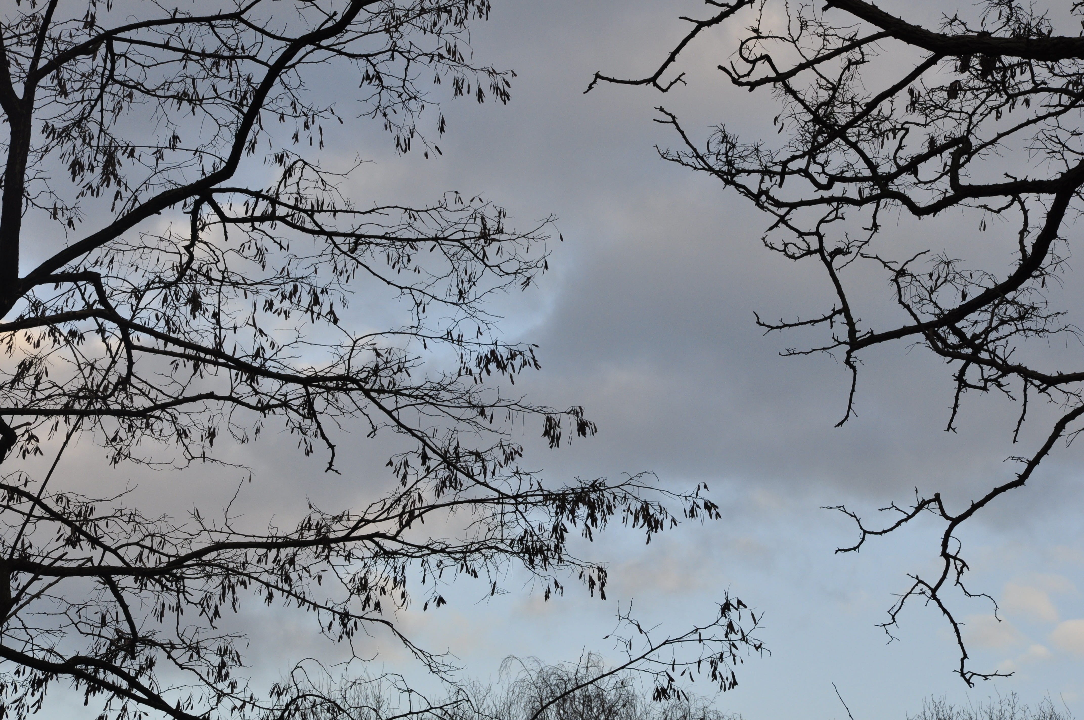 blue, vertebrate, outdoors, no people, branches, winter, low angle view, spring, bare tree, sunset, forest, abendstimmung, directly below, tree, tree canopy, HD Wallpaper