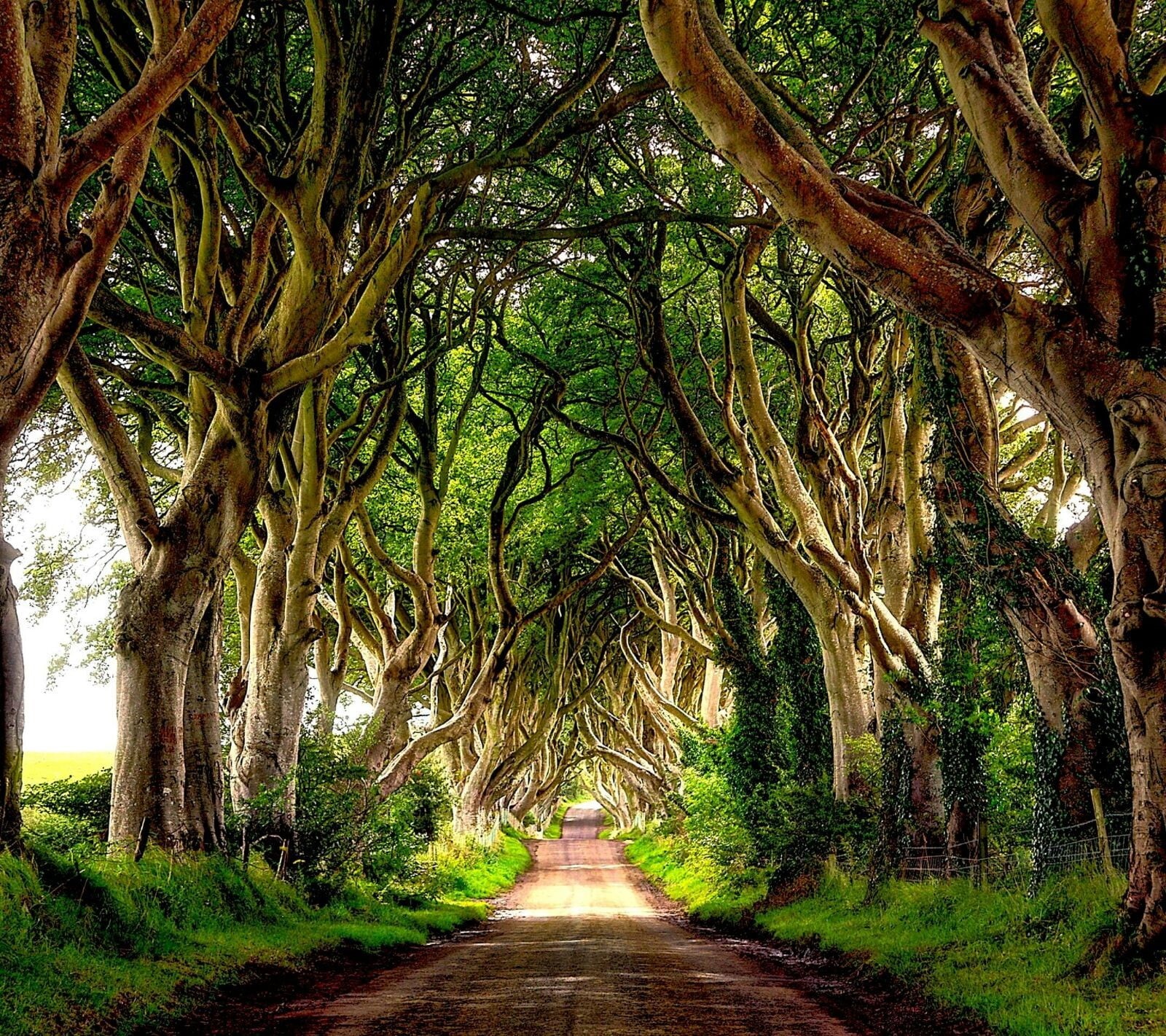tranquility, landscape, plant, Ireland, green, tree trunk, the way forward, diminishing perspective, no people, footpath, tree canopy, nature, outdoors, HD Wallpaper