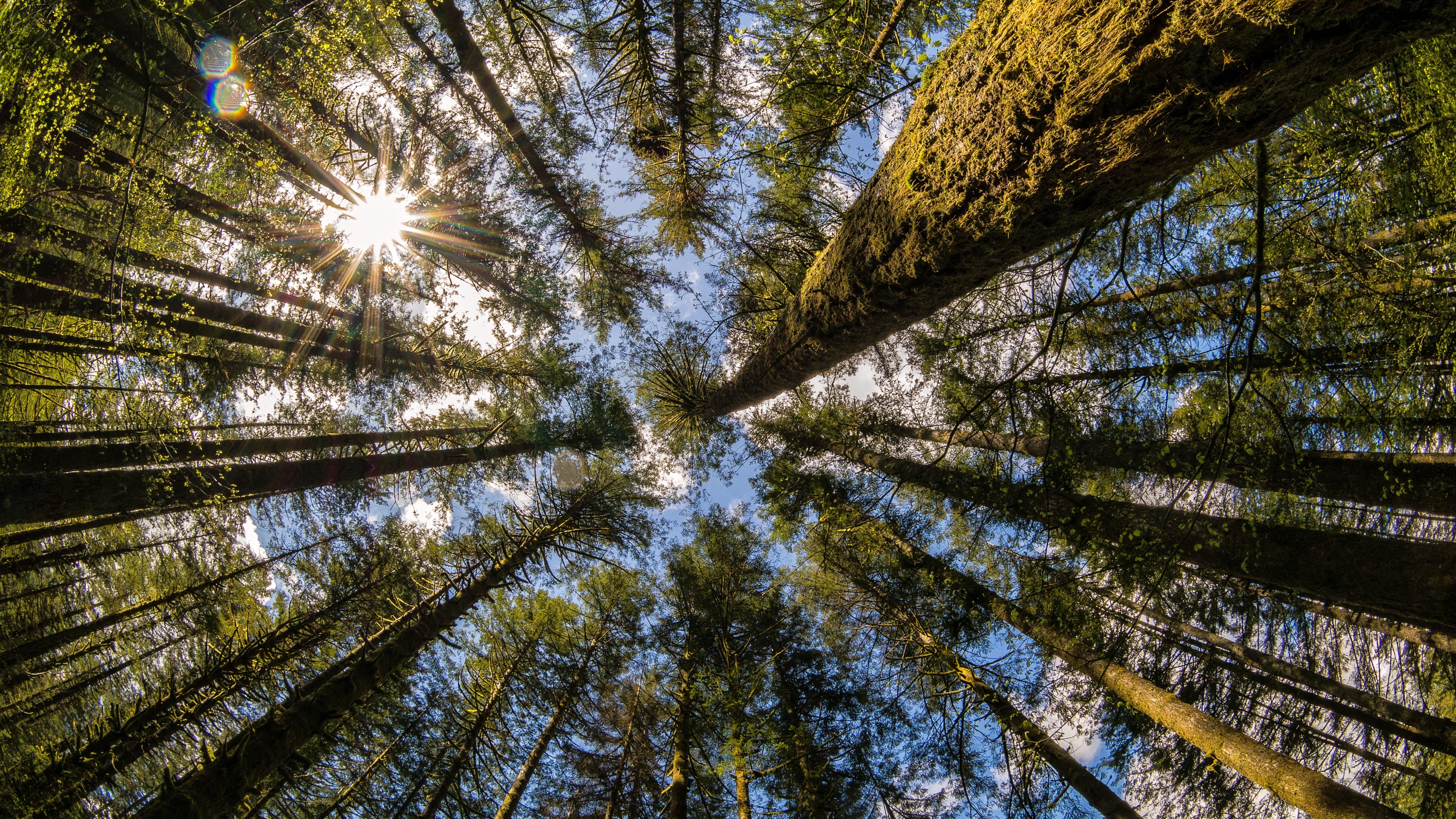 Moulton Falls, trees, tree, outdoors, forest, nature, non-urban scene, coniferous tree, no people, beauty in nature, streaming, land, bamboo - plant, Washington state, HD Wallpaper