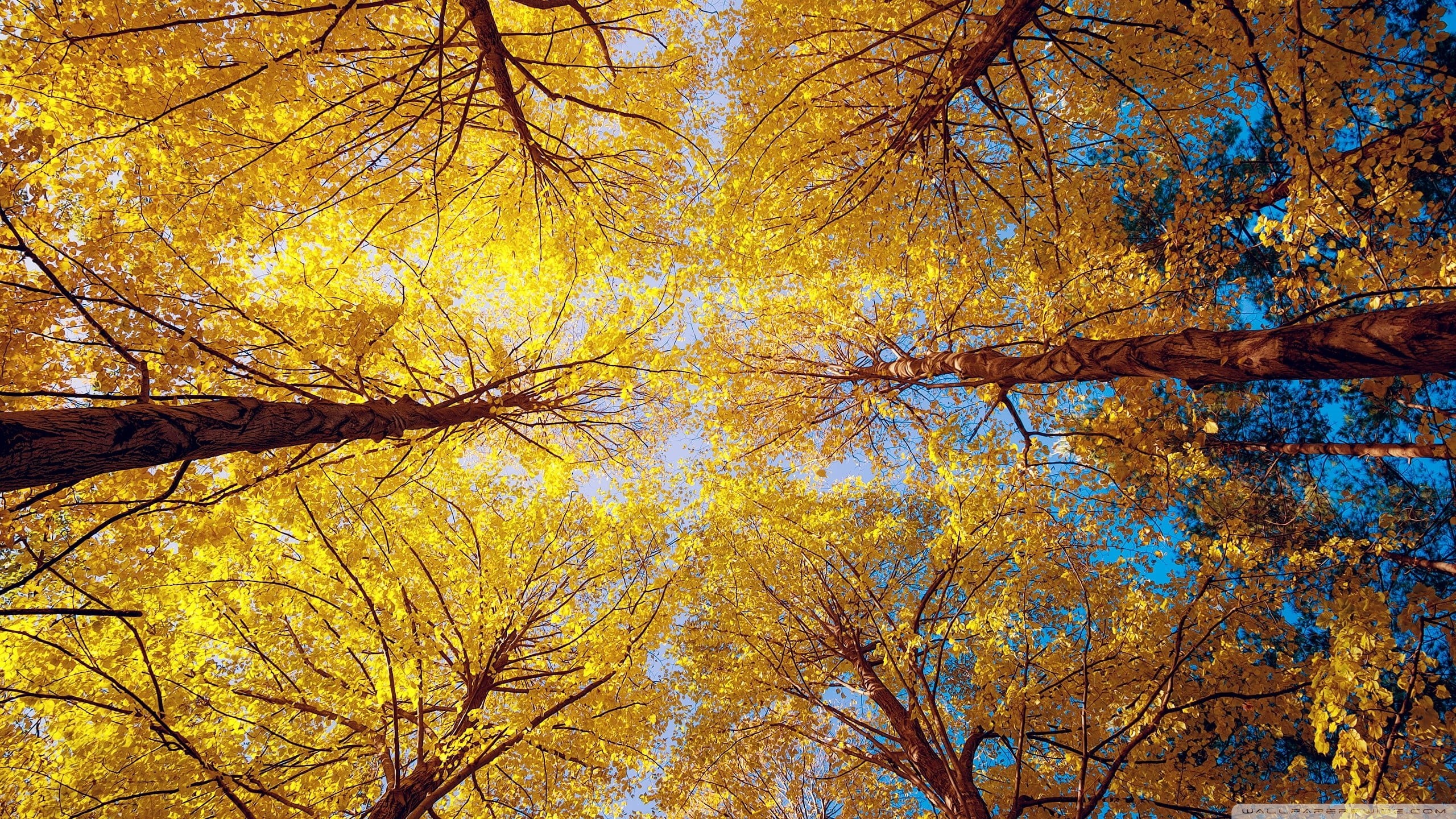 tranquility, growth, autumn, directly below, woodland, nature, beauty in nature, no people, fall, trees, scenics - nature, tree, plant, forest, branch, HD Wallpaper