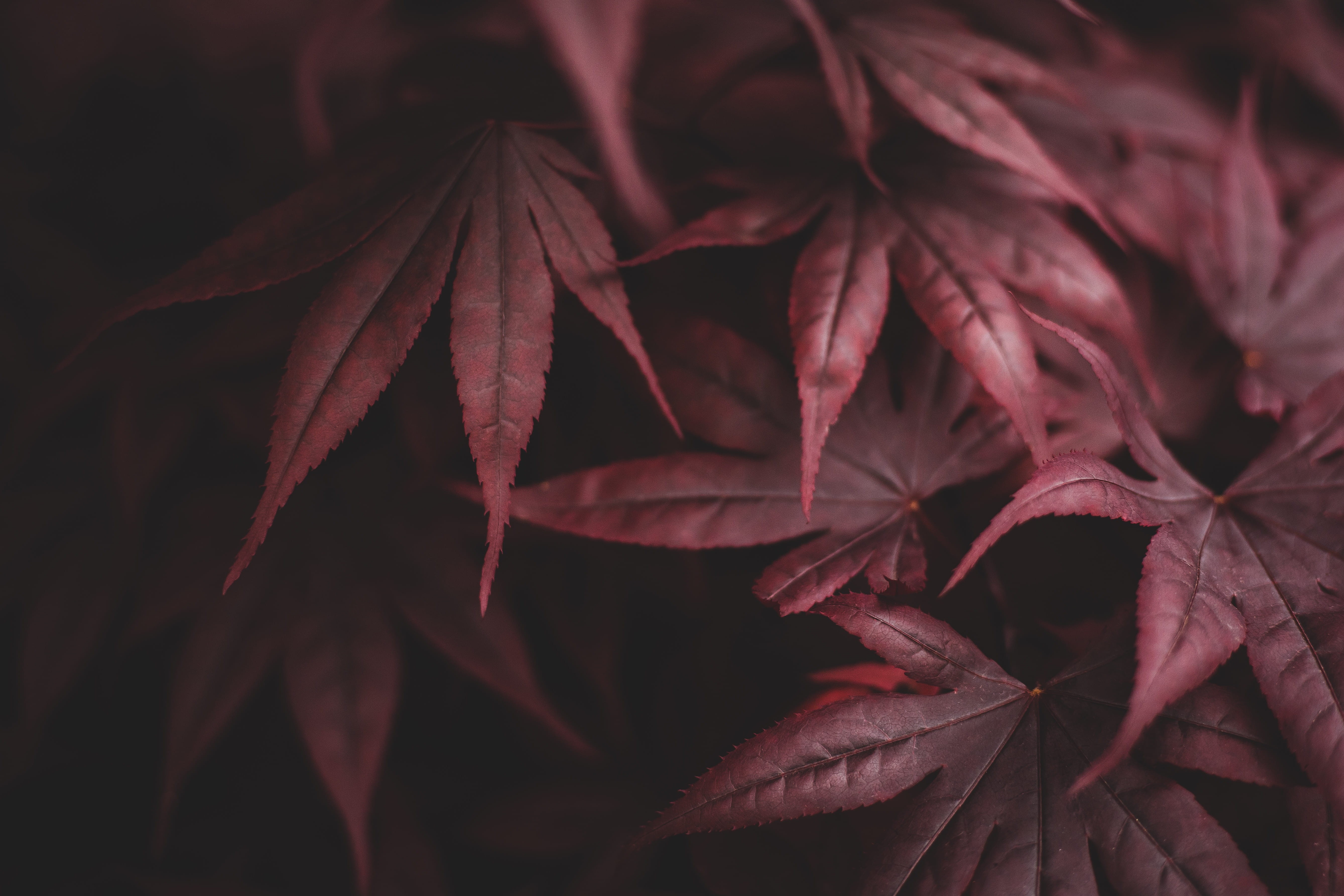 growth, outdoors, outdoor, maple leaf, red, leave, fragility, selective focus, close-up, background, plant, maple, dry, backgrounds, change, HD Wallpaper