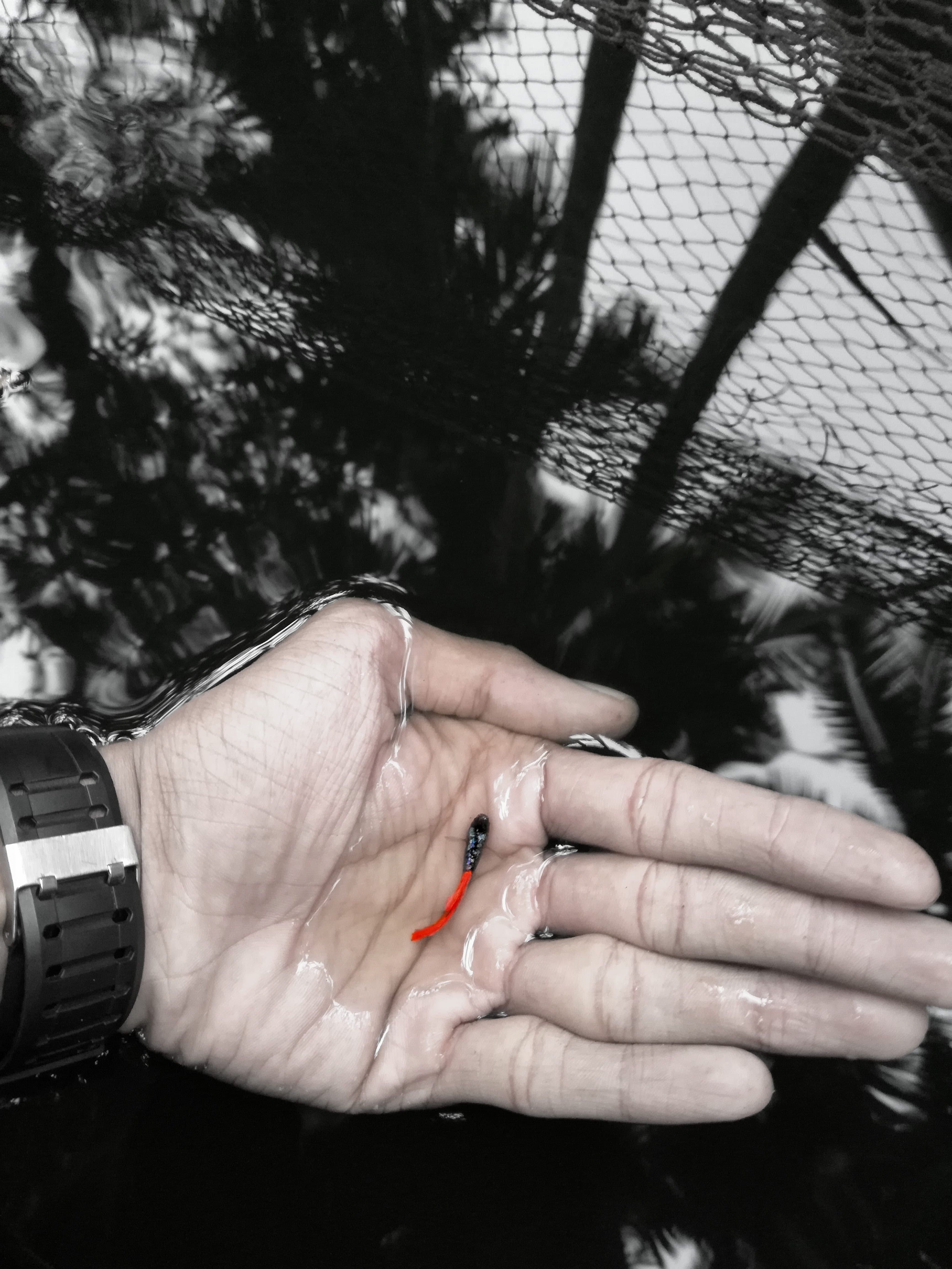red, finger, day, fish, water, human limb, nature, one person, jewelry, holding, kerala, showing, body part, nail, human body part, women, guppy, lifestyles, Phone HD Wallpaper