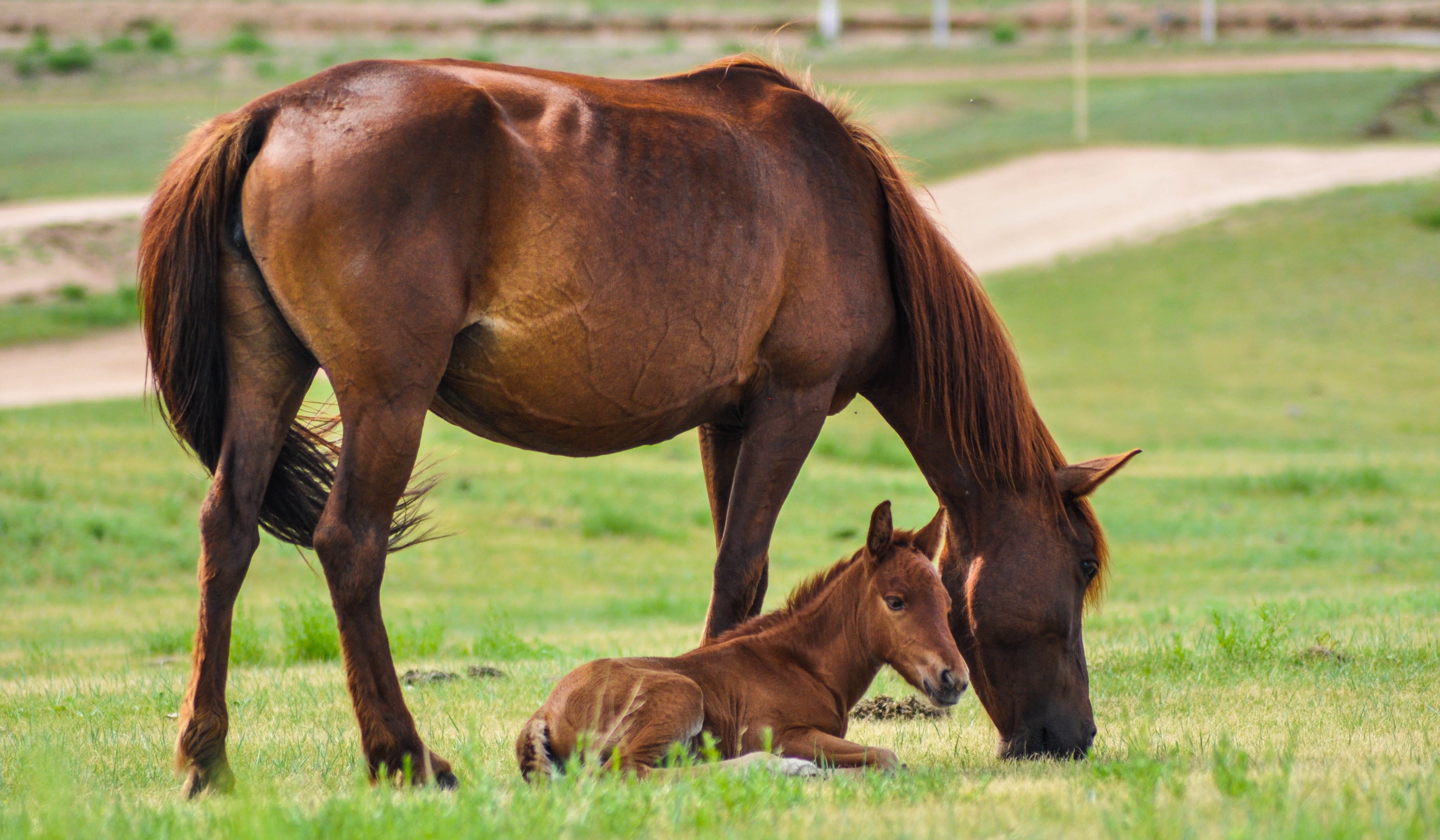 ranch, countryside, Nature, domestic animals, pasture, grass, beauty In Nature, two animals, brown, baby horse, focus on foreground, outdoors, rural Scene, HD Wallpaper