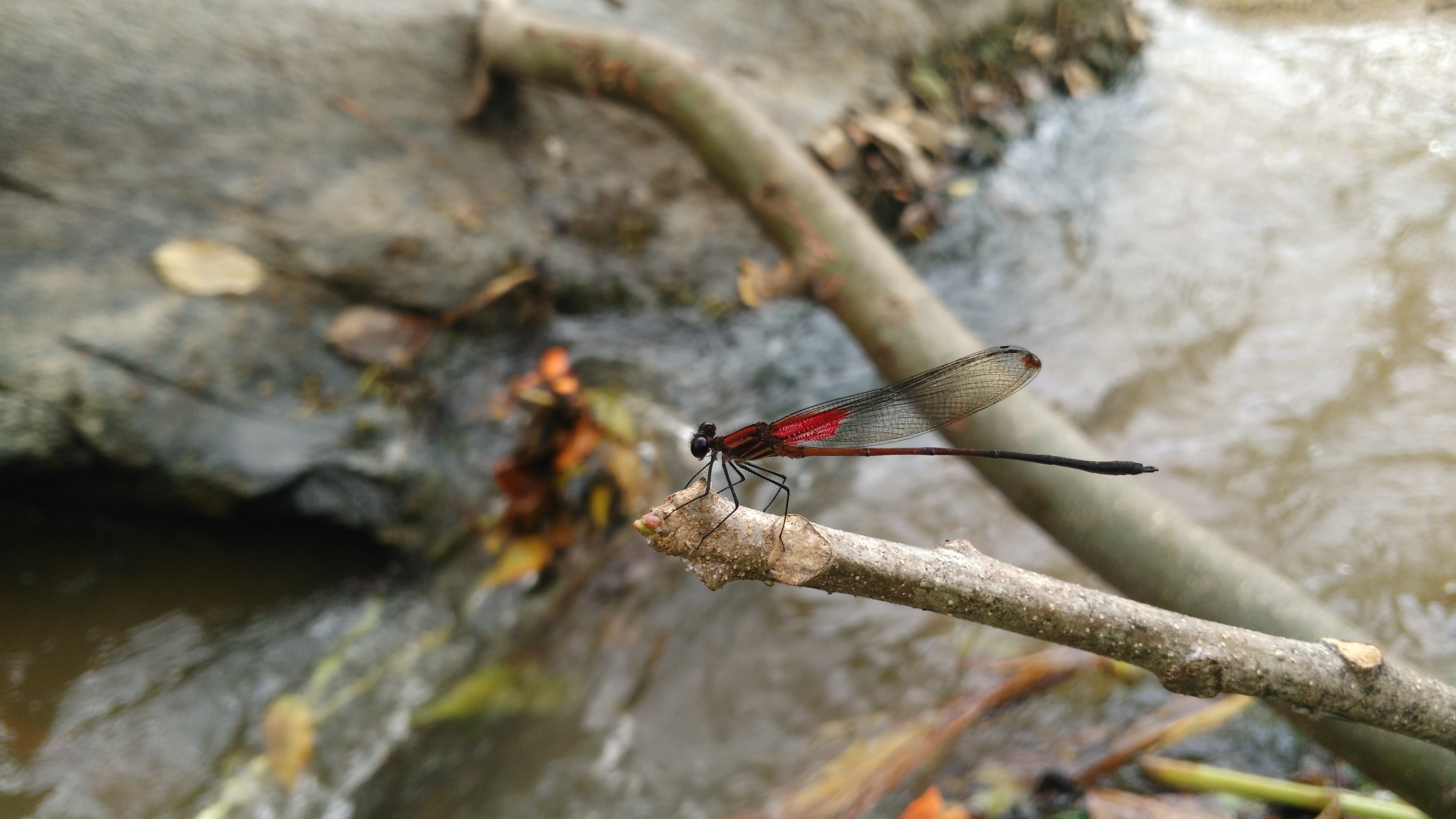 focus on foreground, dragonflies, animal, dragonfly, plant, nature, selective focus, insect, river, landscape, no people, animal wing, 4K, water, invertebrate, HD Wallpaper