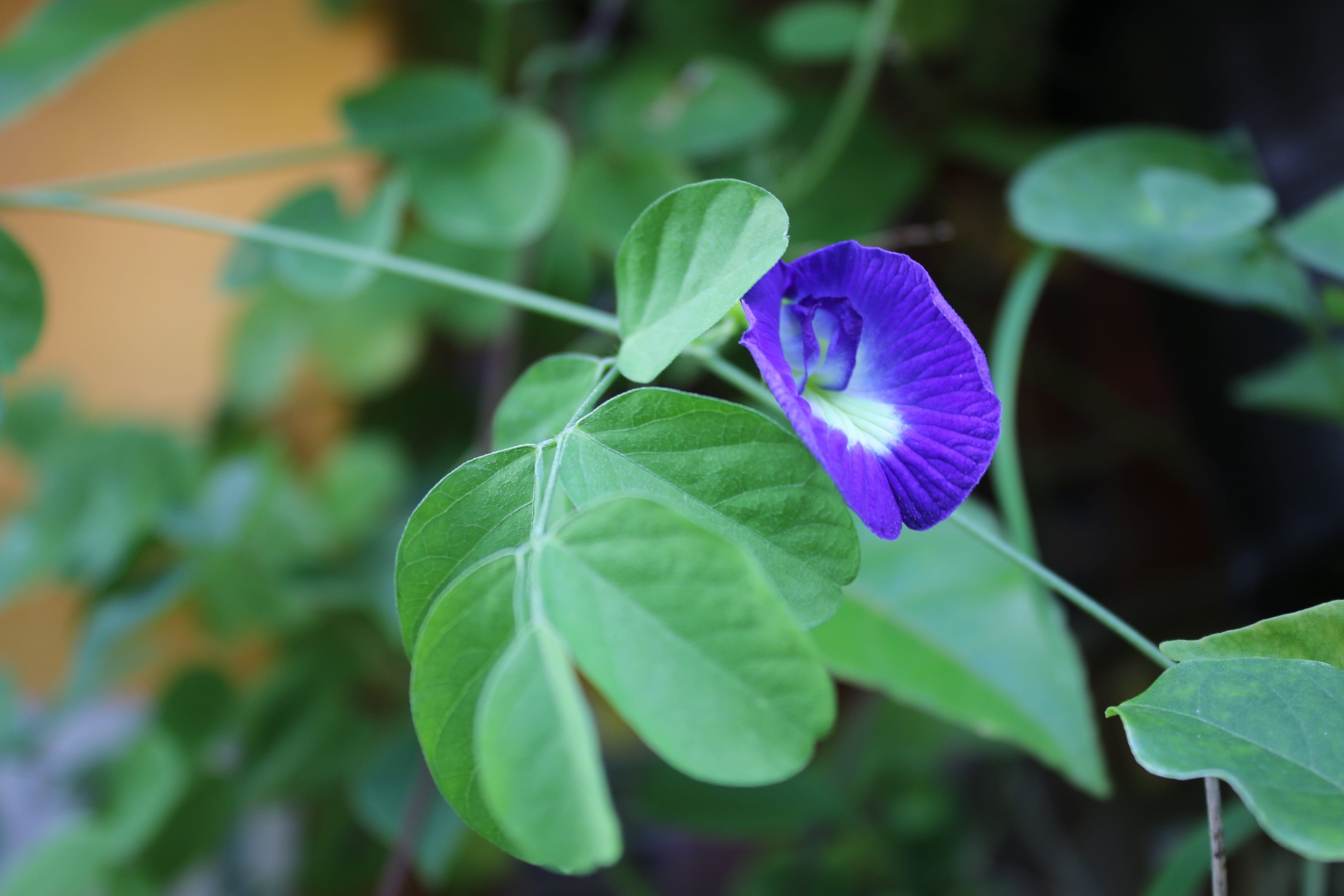 flower, plant part, freshness, vietnam, day, growth, clitoria ternatea, no people, beans, isla margarita, leaf, the leaves, nice, green color, plant, petal, HD Wallpaper