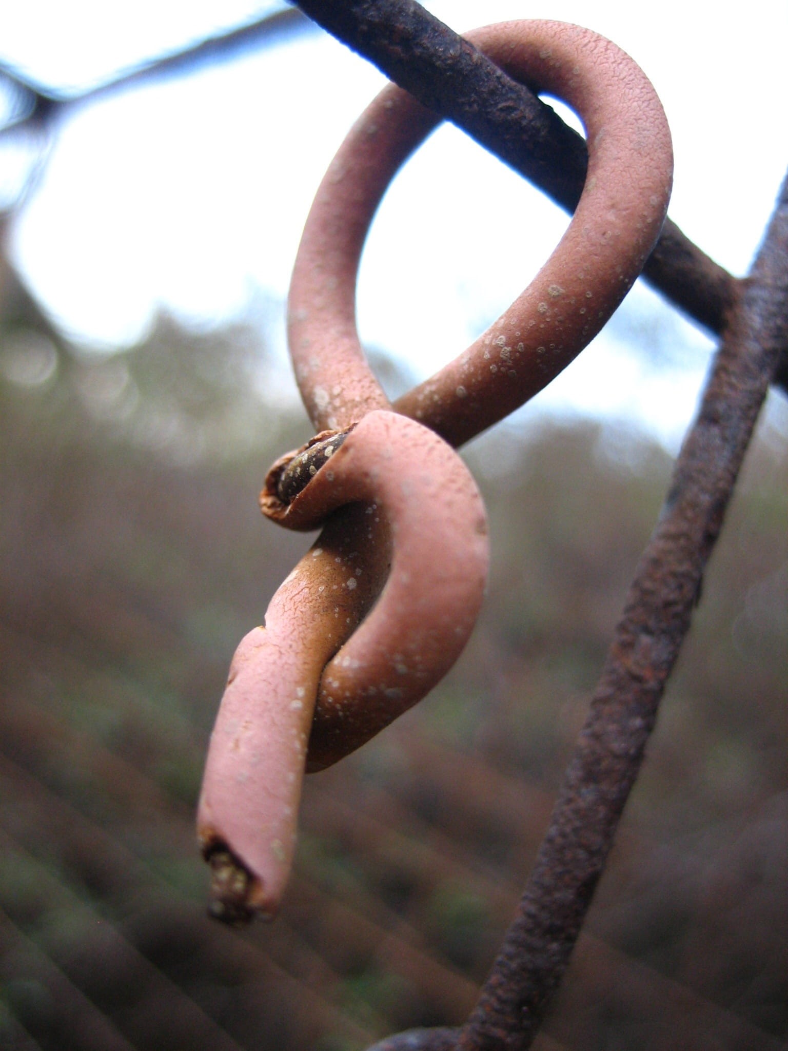 rusted, invertebrate, gastropod, rust, 1080P, no people, day, rusty, mollusk, wire, outdoors, one animal, animal, spiral, fence, focus on foreground, vertebrate, Phone HD Wallpaper