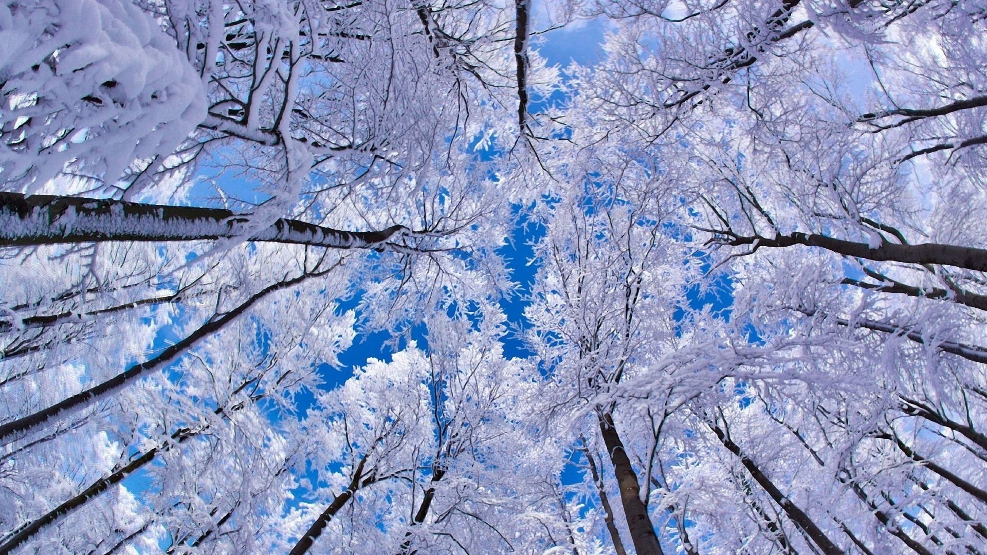 branch, day, beauty in nature, no people, low angle view, tranquility, blue, full frame, outdoors, snow, ice, forest, tree, bare tree, frozen, 1080P, cold temperature, HD Wallpaper