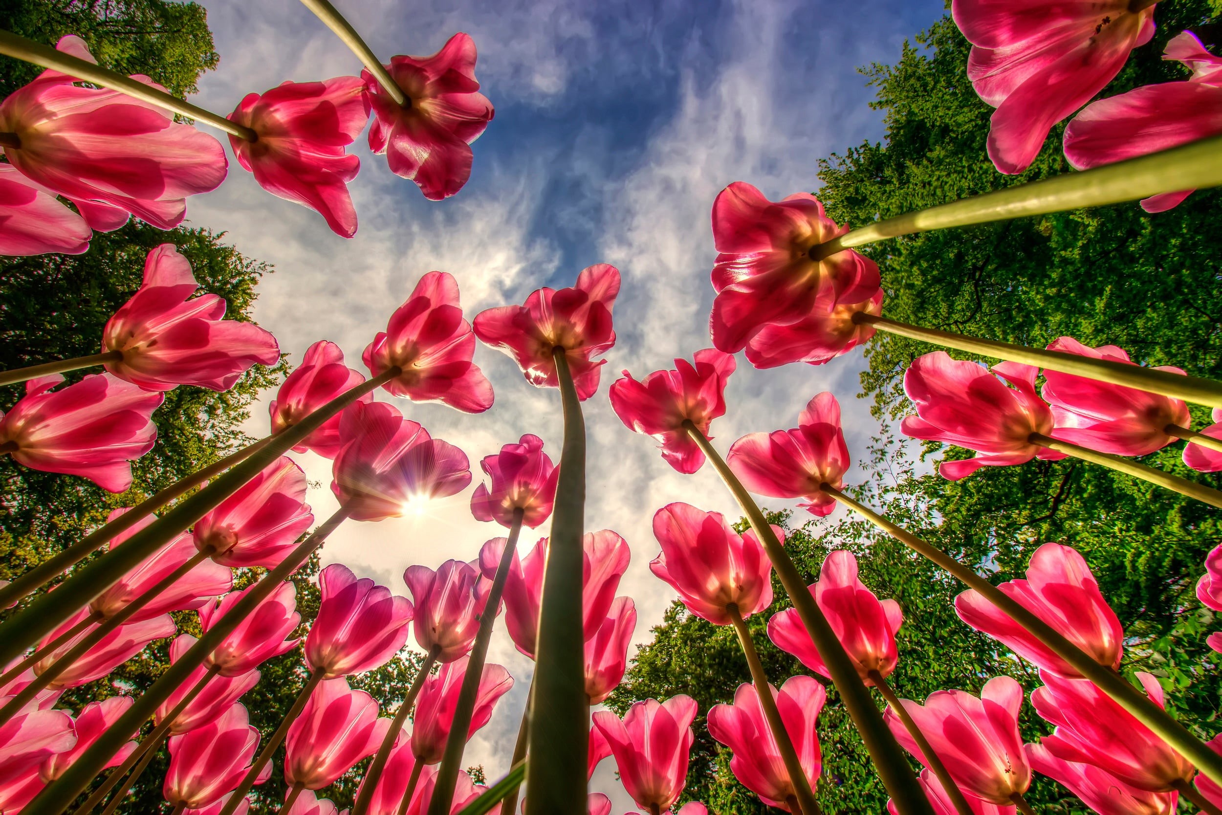 1080P, sky, nature, fragility, petal, pink color, low angle view, tulips, cloud - sky, flower, tree, flowers, beauty in nature, growth, red, day, inflorescence, HD Wallpaper