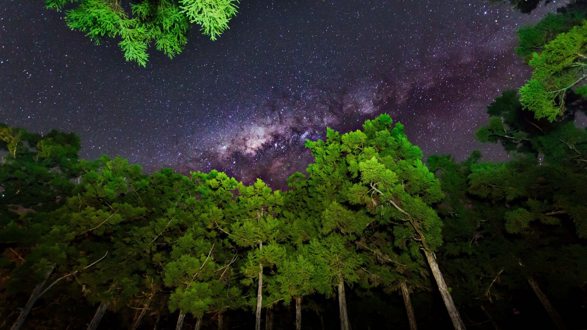 star, sky, outdoors, 1080P, star field, tranquil scene, star - space, trees, branch, green, growth, worms eye view, galaxy, low angle view, green color, HD Wallpaper