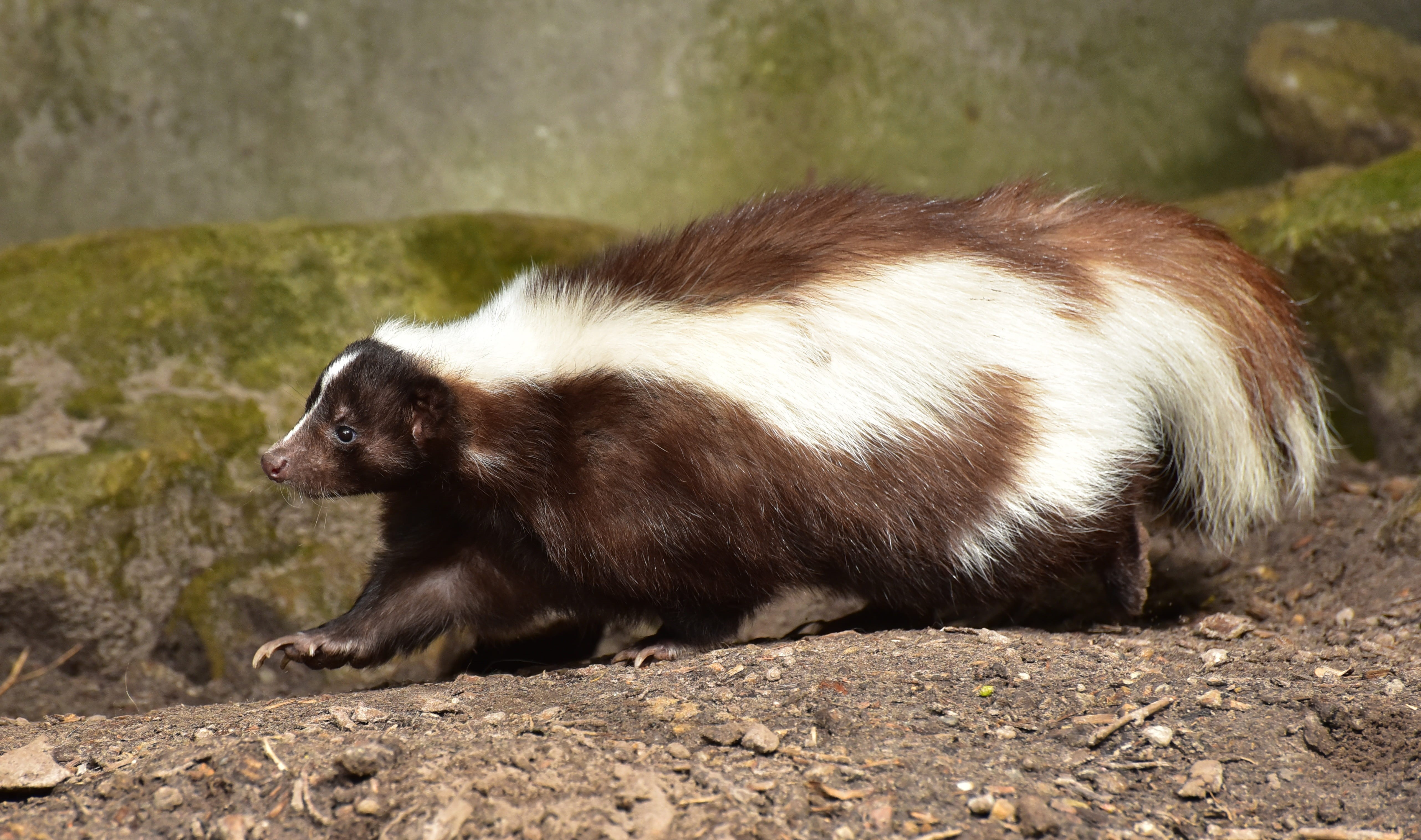 one Animal, skunk, animals in the wild, vertebrate, animals in captivity, relaxation, white, fur, predator, young animal, focus on foreground, zoo, sand, HD Wallpaper