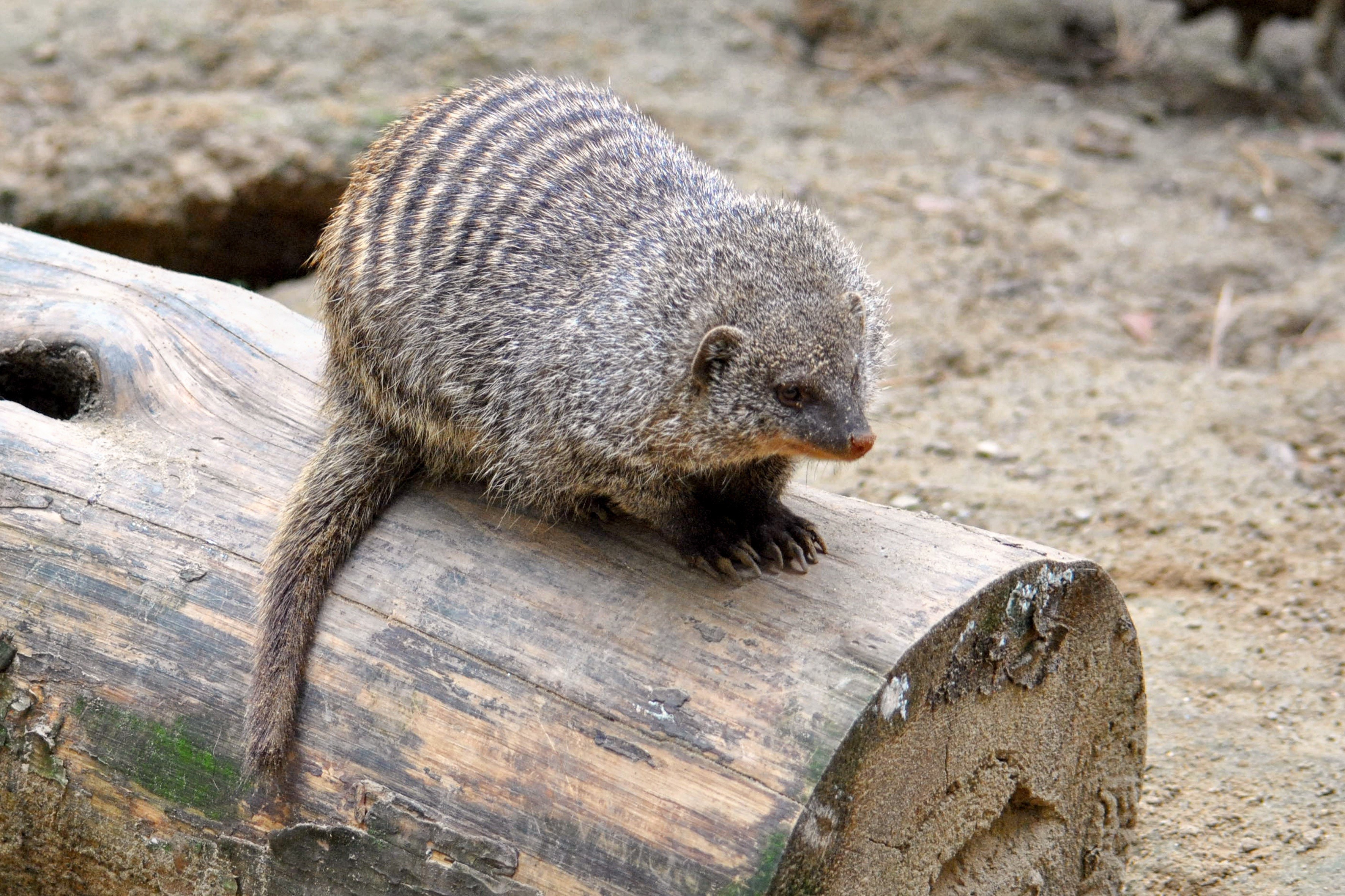 high angle view, log, predator, animal, marine, close-up, tree, banded mongoose, creature, no people, mongoose, mammal, 2K, sunlight, one animal, day, HD Wallpaper