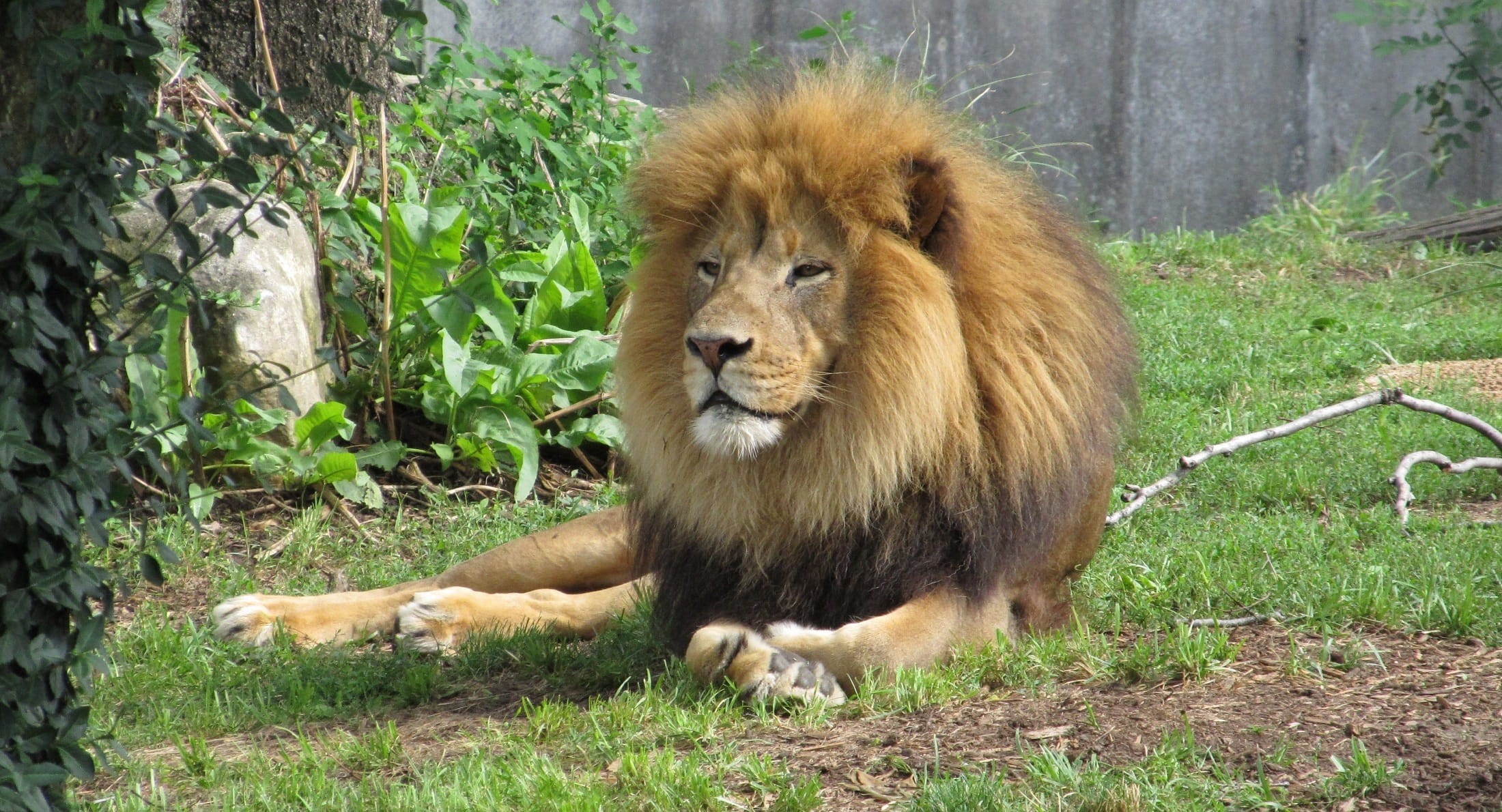 portrait, field, green grass, zoo, hunter, male animal, carnivore, no people, carnivora, land, resting, cat, fur, relaxation, nature, creature, animal, HD Wallpaper